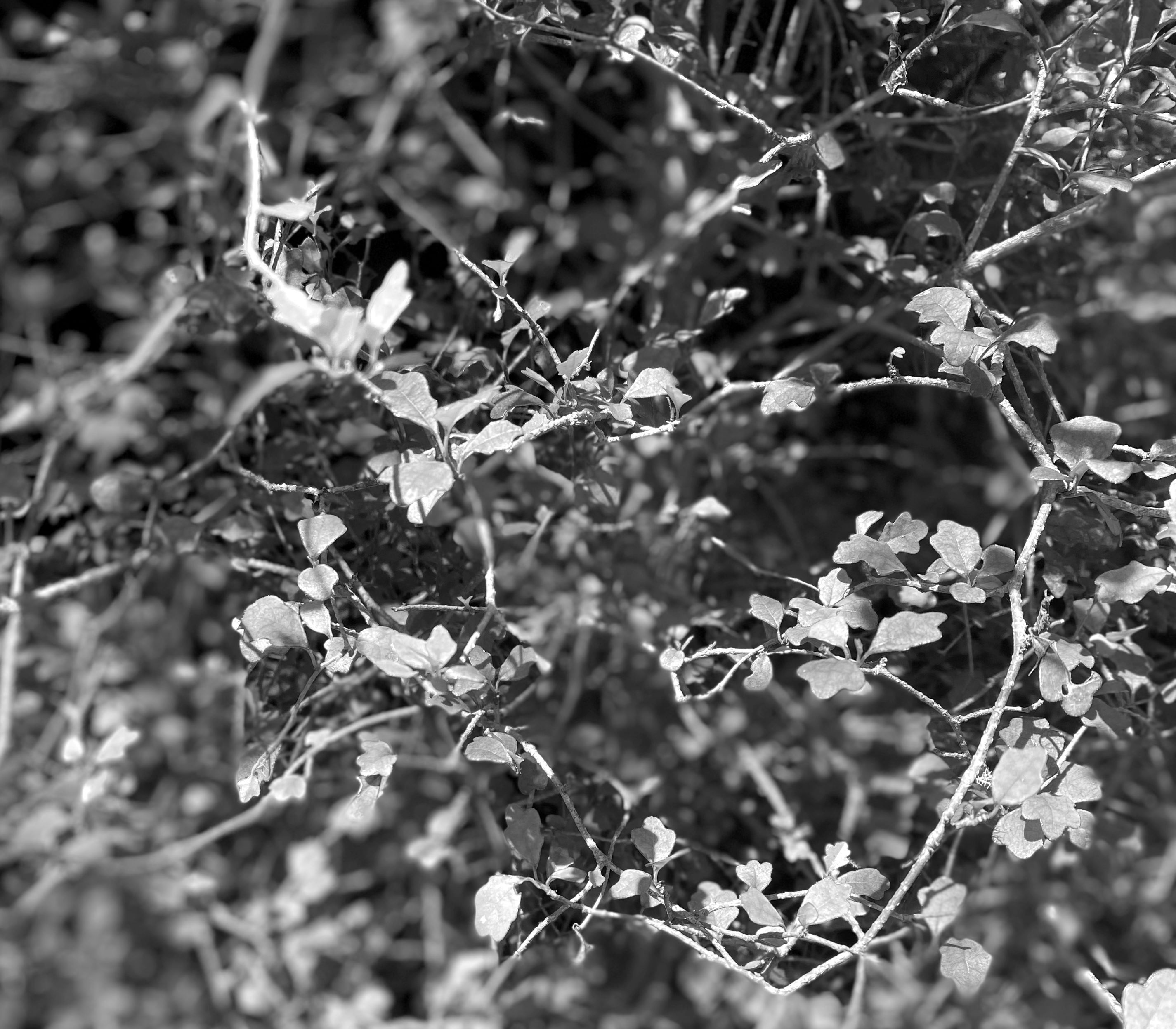 A plant used to represent the interconnected, rhizomatic relations of all things.