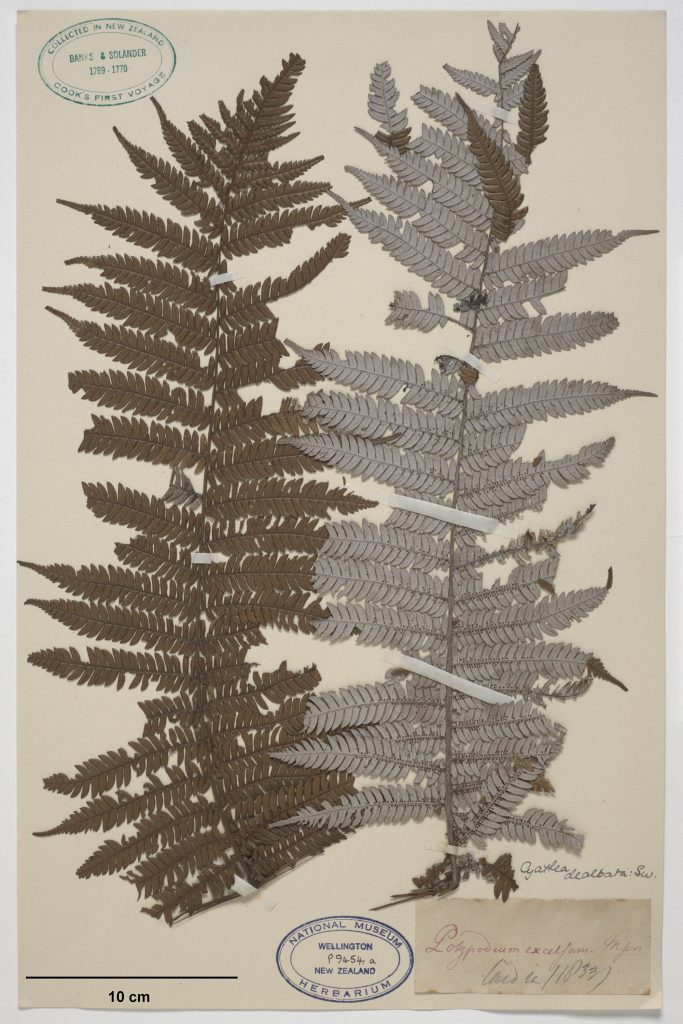 A photograph depicts an image of two dried New Zealand Silver Ferns (one showing the front and one showing the back of the fern) on old cardboard type paper. There are several old fashioned stamps and some other classification words on stickers that reflect that the original document is original and part of a botany collection.