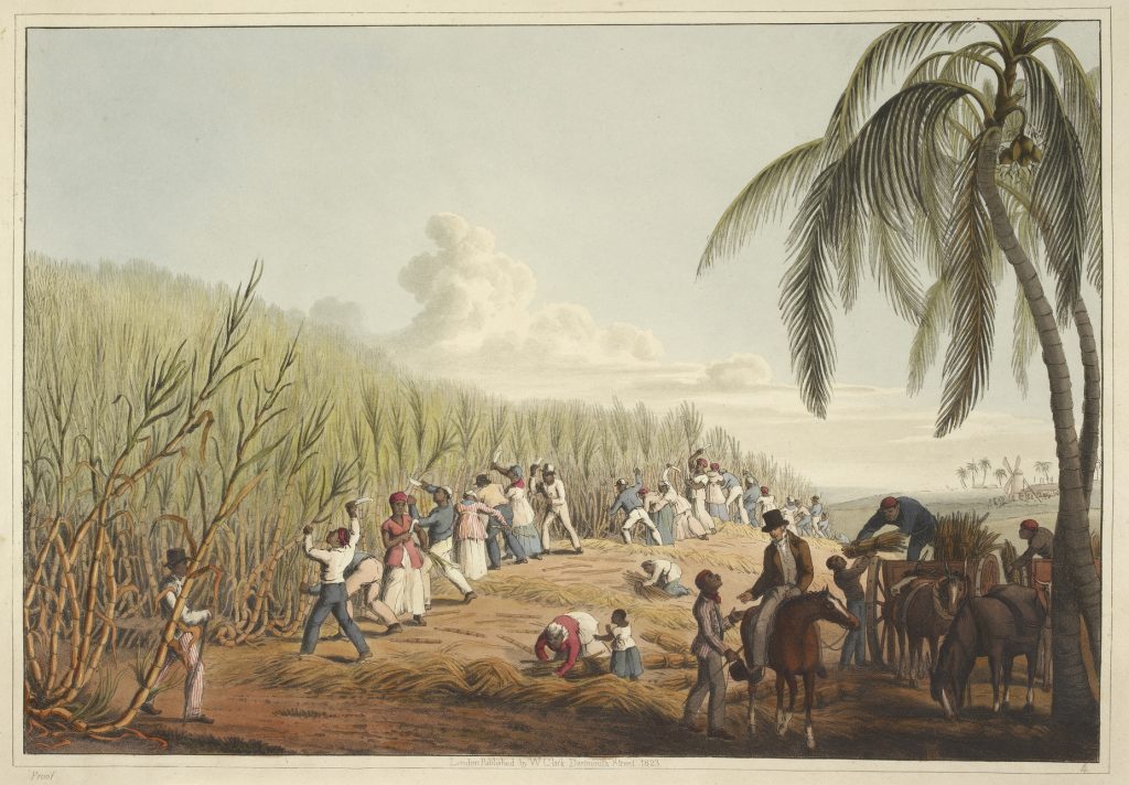 A colour drawing depicts slaves cutting sugar cane in 1823 for the British Empire on the Island of Antigua (Caribbean)