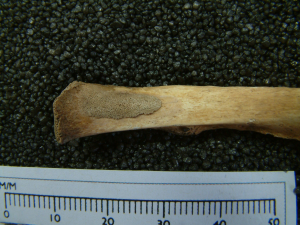 A rib bone is laid out and being measured by a metal ruler. On the bone itself is a darker patch stretching from left to right along approximately one third of the bone.