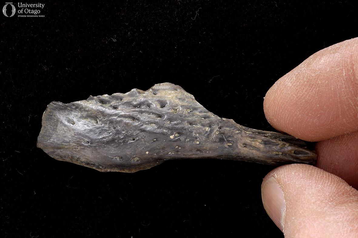 The image shows a bone from the lower jaw of an unidentified species of crocodilian. The ID number of the specimen is OU22228. The bone is dark grey to brown and is being held between two fingers against a black background. The figure has no scale bar but the fingers indicate that the bone is relatively small and would easily fit in the palm of the hand. The texture of the bone appears rough and uneven, with several small indentations and ridges visible on its surface.