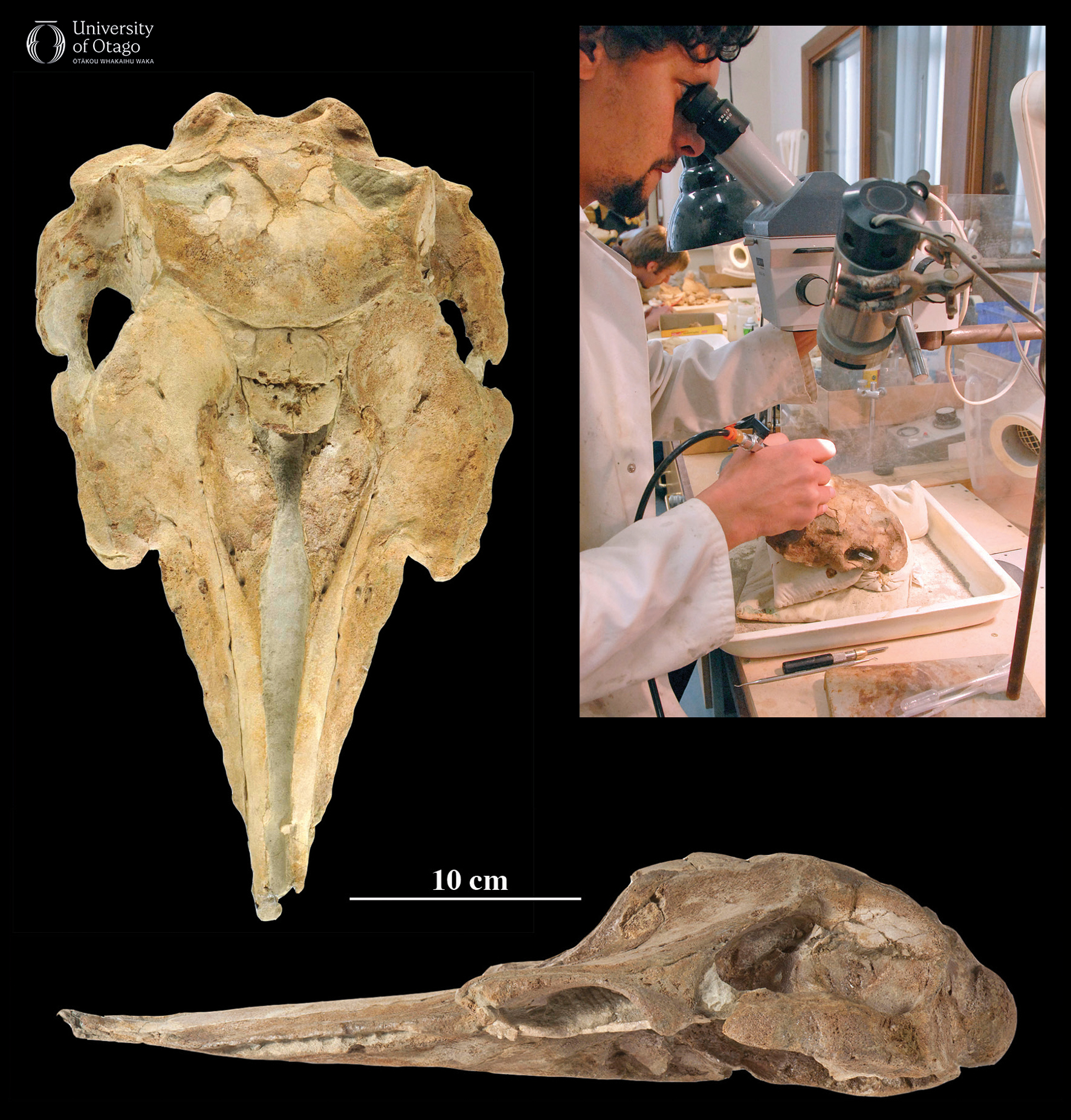The figure shows three images. The top left image displays the skull of the ancient dolphin Papahu taitapu viewed from above. The specimen ID number for this fossil is OU22066. The fossil is light brown and is shown against a black background. Unfused sutures are visible in the skull indicating it is from an adolescent. The bottom image shows a side view of the same skull. A scale bar indicates that the skull is around 40 centimetres long.. The top right image shows Gabriel Aguirre-Fernández preparing the fossil skull in a lab setting as part of his doctoral thesis research.
