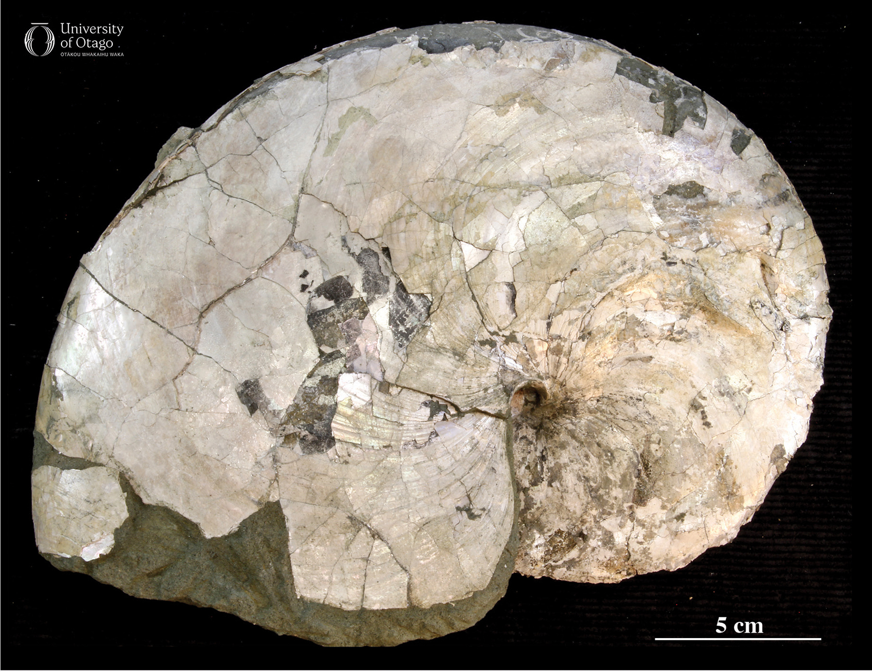 The figure shows a fossil shell of the nautiloid Aturia mackayi. The specimen ID number for this fossil is OU39928. The shell shows the typical coil structure of a nautiloid but is special for preserving the nacreous or mother-of-pearl iridescent layers on the surface. This gives the fossil a shiny off white colouration. The fossil is displayed against a dark background with a scale bar indicating it is around 30 centimetres wide.
