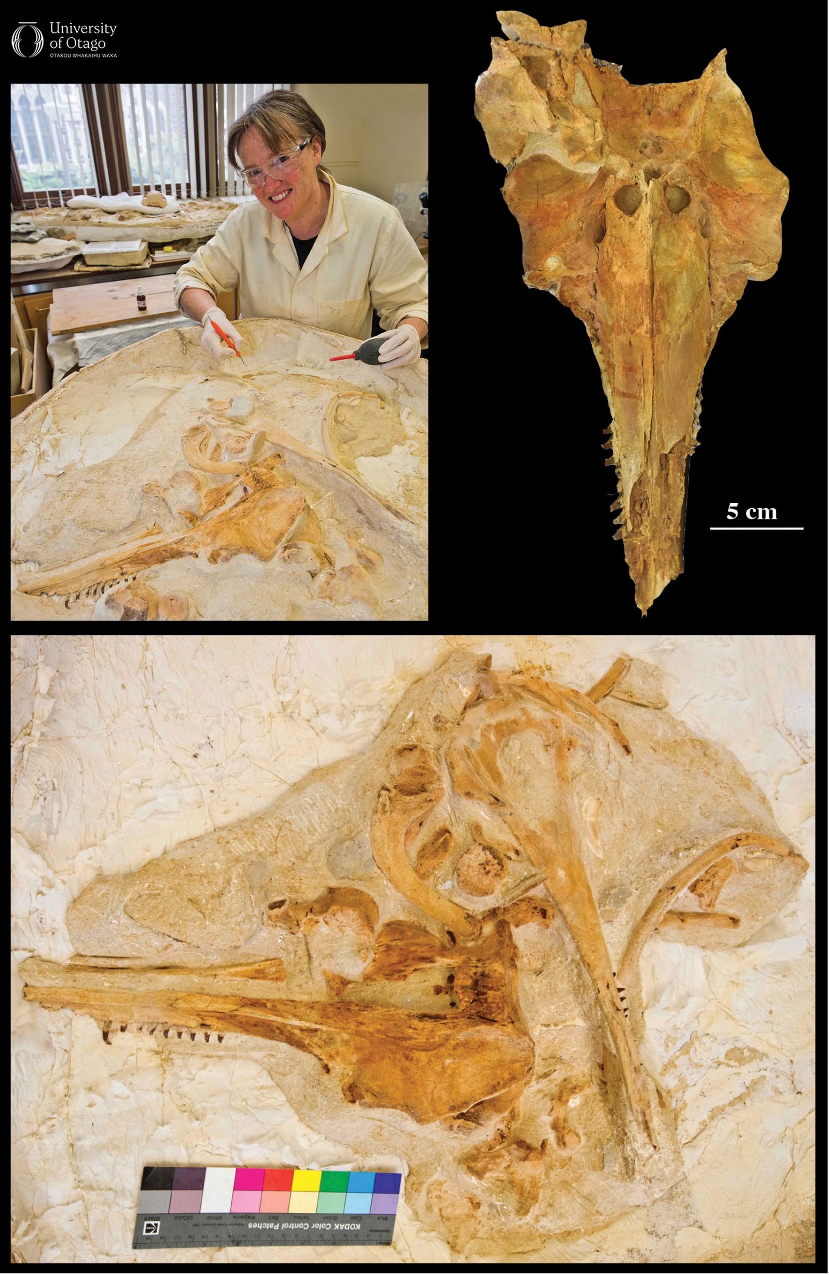 The figure shows three different views related to the preparation of a fossil specimen. The top left image shows Dianne Nyhof working on a large fossil embedded in rock. The top right image displays the ventral surface of the skull of Aureia rerehua after it has been prepared out from limestone rock. The specimen ID number for the fossil is OU22553. The skull is around 40 centimetres long. The bottom image shows another view of the fossil embedded in rock, with the skull and other bones visible and partially exposed.
