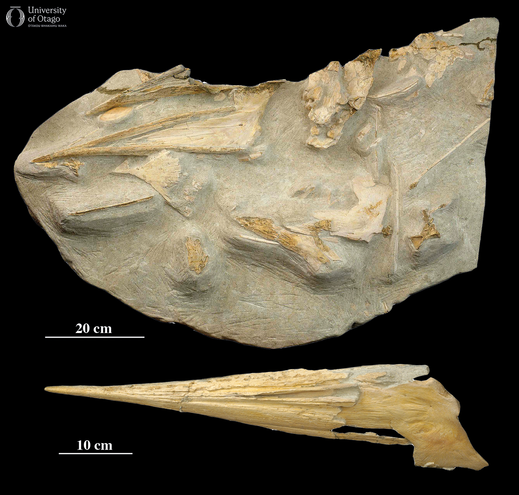 The figures shows two images of bones from the fossil billfish Aglyptorhynchus hakataramea, which has the specimen ID number OU22396. The top-most image shows a block of cream to grey coloured sediment with light brown to cream coloured fossil bones. The sediment block is a slightly longer than one metre in length. The bones exposed in the sediment block are fragments from the skull of the fossil billfish. The lower image in the figure shows the pointed upper jaw or bill for which this group of fish are named. A scale bar indicates that the bill is around half a metre long.