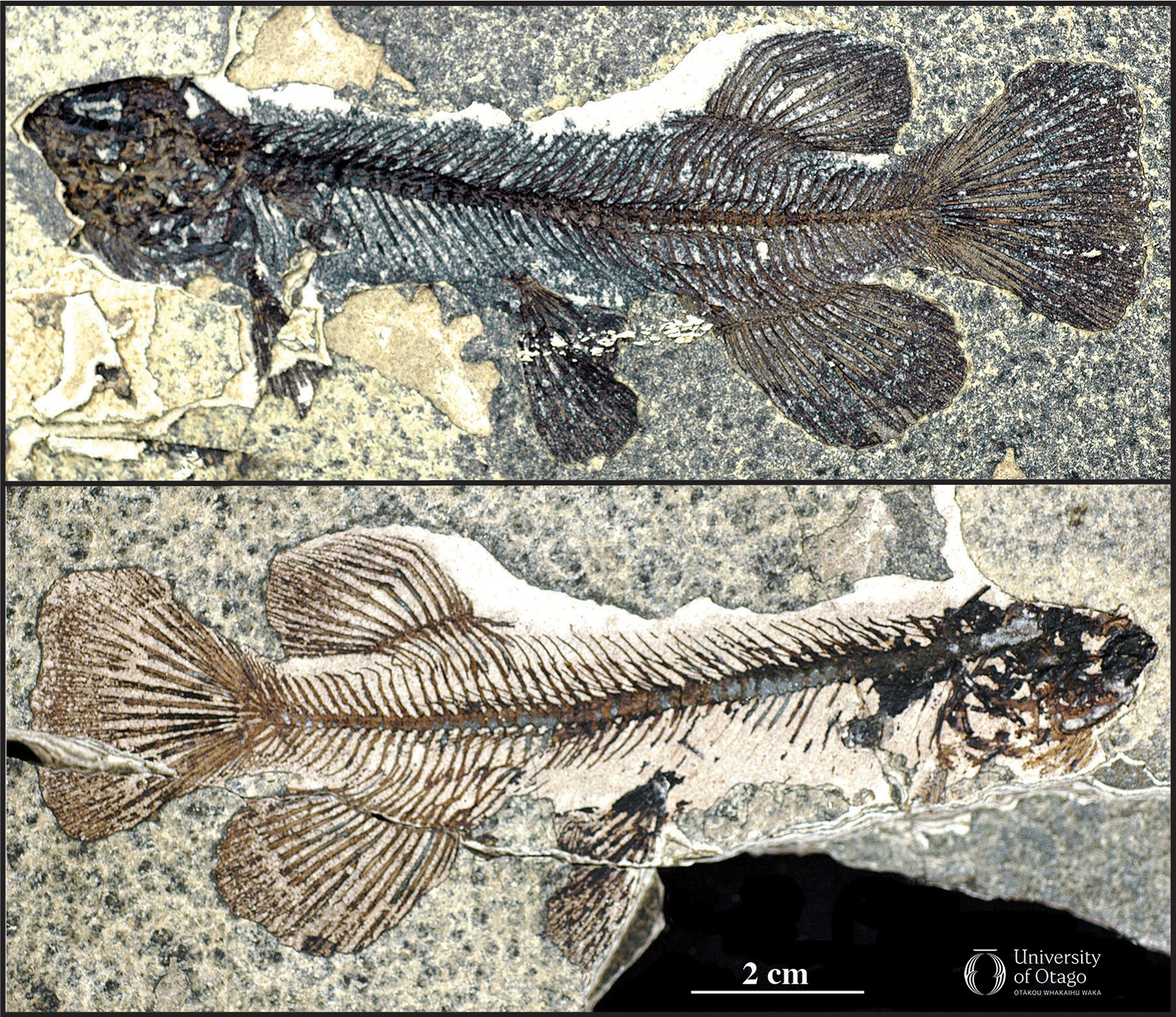The figure shows two images. The top image is the fossil fish Galaxias effusus and the bottom image the counterpart to this fossil. The specimen number for this fossil is OU22650. The fossil fish is approximately 14 centimetres long. The original delicate fish bone material has been mostly dissolved and partly replaced by pyrite. This is why the bones appear brownish black.