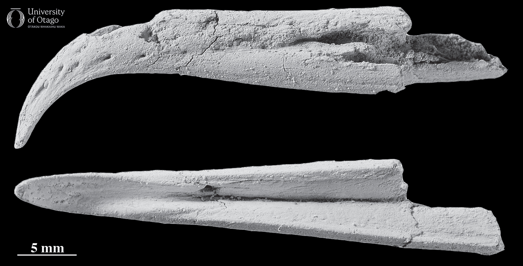 The figure shows two views of the upper beak from the ancient mariner albatross Plotornis archaeonautes. The specimen ID number for this fossil is OU22690. The beak is around four centimetres long and is displayed against a black background. The top image shows the beak in the left side or left lateral view which displays the curved tip of the beak. The bottom image is the ventral or underneath view of the beak.