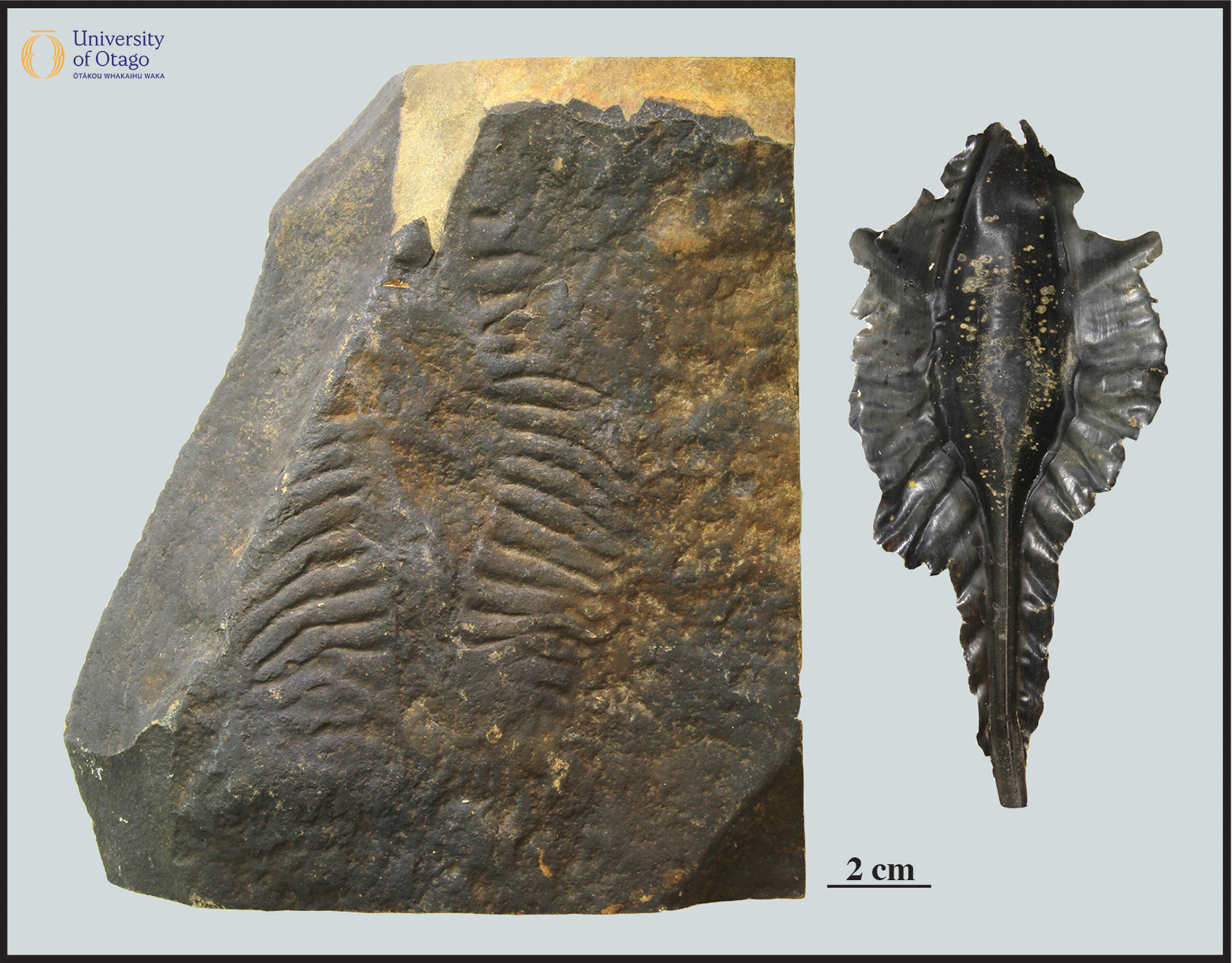 The figure shows two images. The left image is an trace fossil impression of an egg case on the surface of a rock. The trace fossil is named Chimaerotheca reperepe and has the specimen ID number OU22689. This trace fossil indicates where an egg case from a chimeroid once lay against the sediment of an ancient sea floor. The trace fossil is around 20 centimetres tall and eight centimetres wide. The right image shows an egg case from a living species of chimeroid.