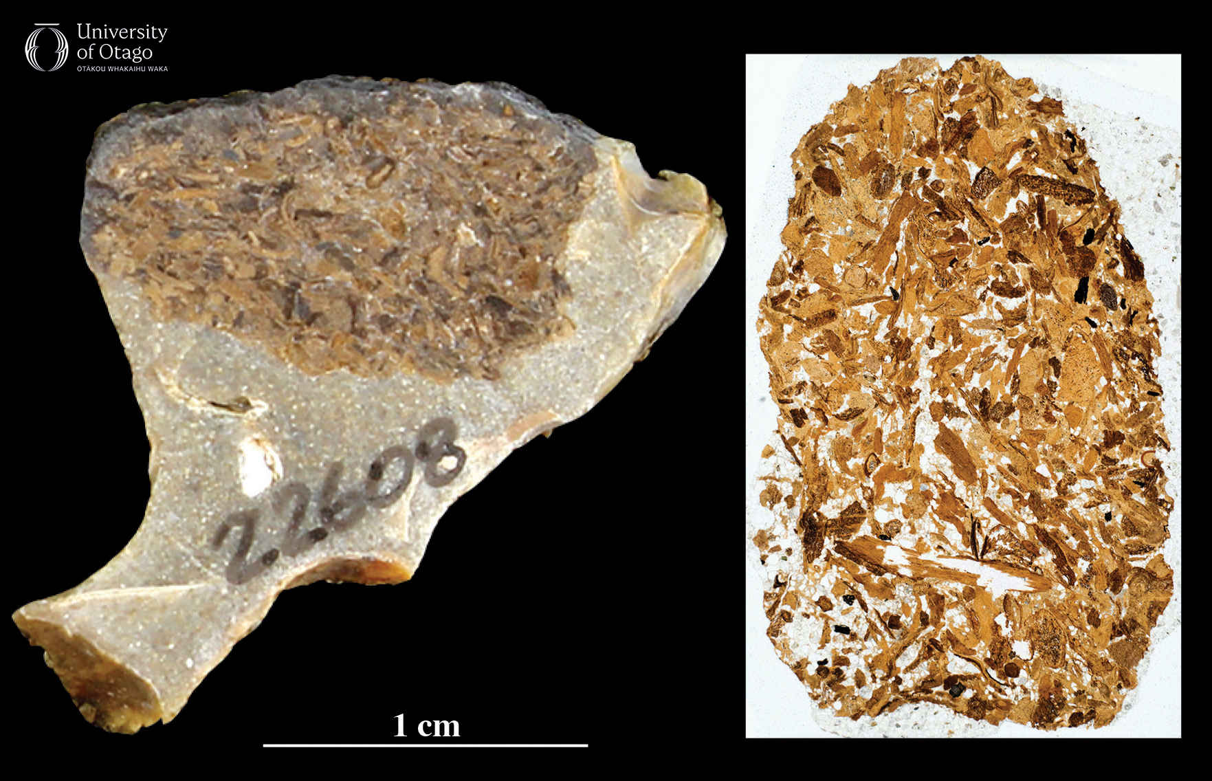 The figure shows two views of the same coprolite or fossil faeces. The coprolite is mottled light and dark brown colours and is around one centimetre long and half a centimetre wide. The specimen ID for the fossil is OU22608. The left image shows the coprolite after it was cut through to make a thin section. The right image is the thin section of the coprolite and is rotated 90° clockwise compared with the left image.