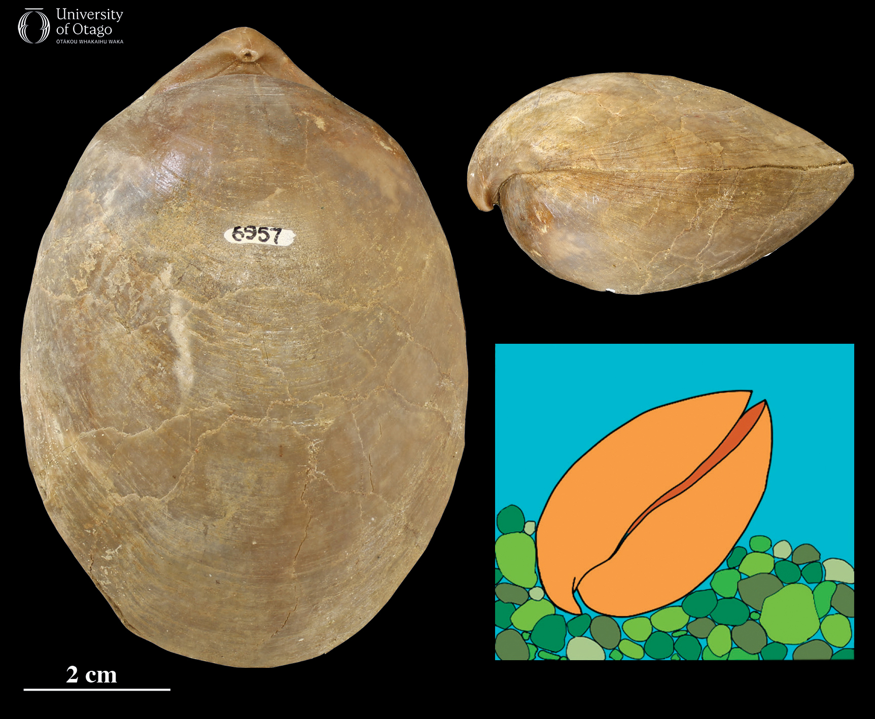 This figure shows three images, which include two views of the brachiopod Erihadrosia epsilon and a cartoon of the brachiopod on the sea floor. The specimen ID number for the fossil in this figure is OU6957. The left image shows a top-down or dorsal view of the fossil brachiopod. The shell is oval-shaped with visible growth lines and is light brown. The shell is around six centimetres wide and ten centimetres long. The top right image is a side profile or lateral view of the same fossil. This view highlights the thickness and curvature of the fossil. The cartoon in the lower right is an illustration depicting how Erihadrosia epsilon would have sat on the sea floor, with the two shells slightly open into the water as the hinge is anchored into the sediment.