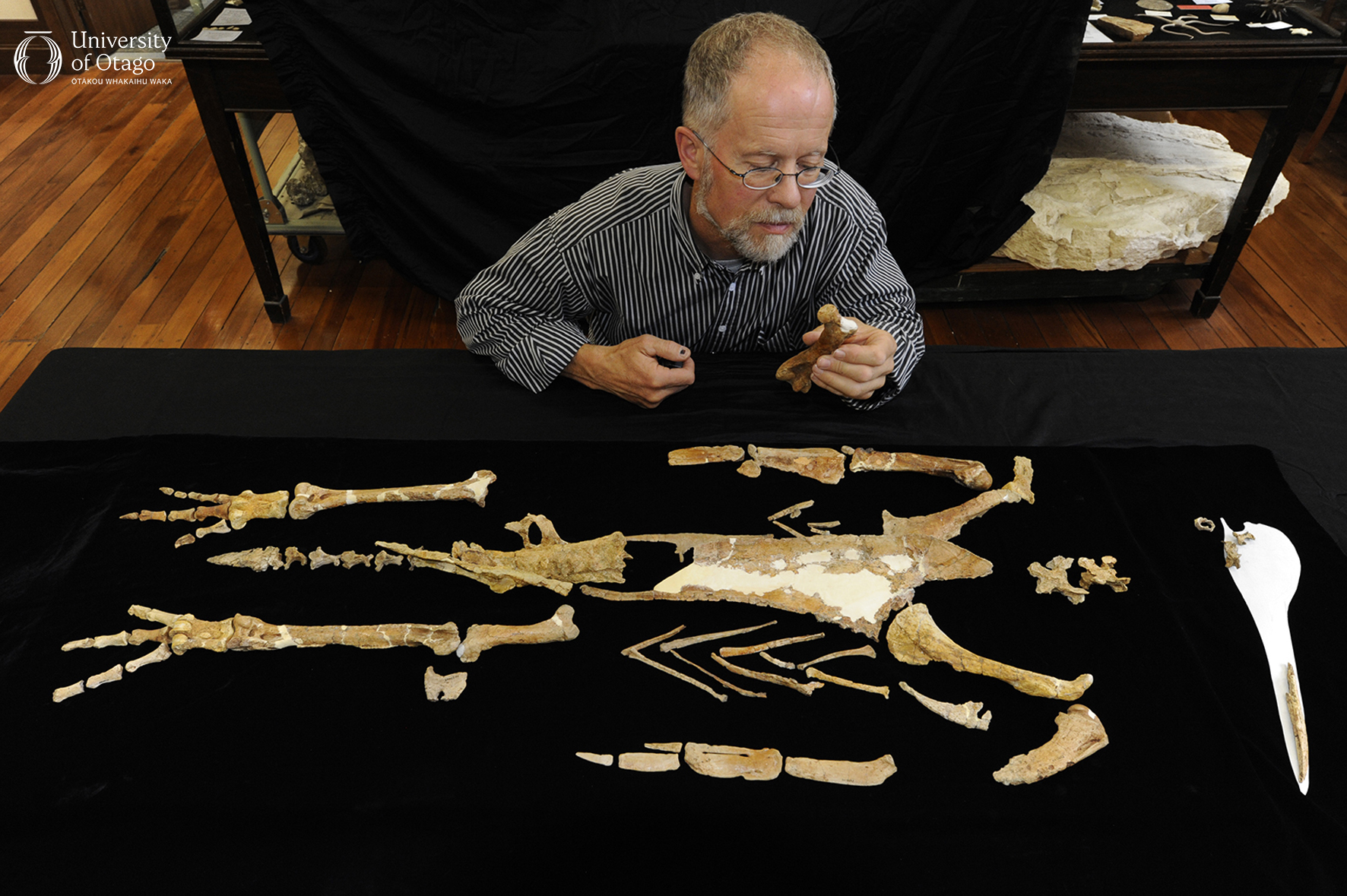 Professor Ewan Fordyce examines fossil bones from the giant penguin Kairuku. The bones are arranged to form a skeleton and are laid out on a black surface. Professor Fordyce is holding a femur, or thigh bone.