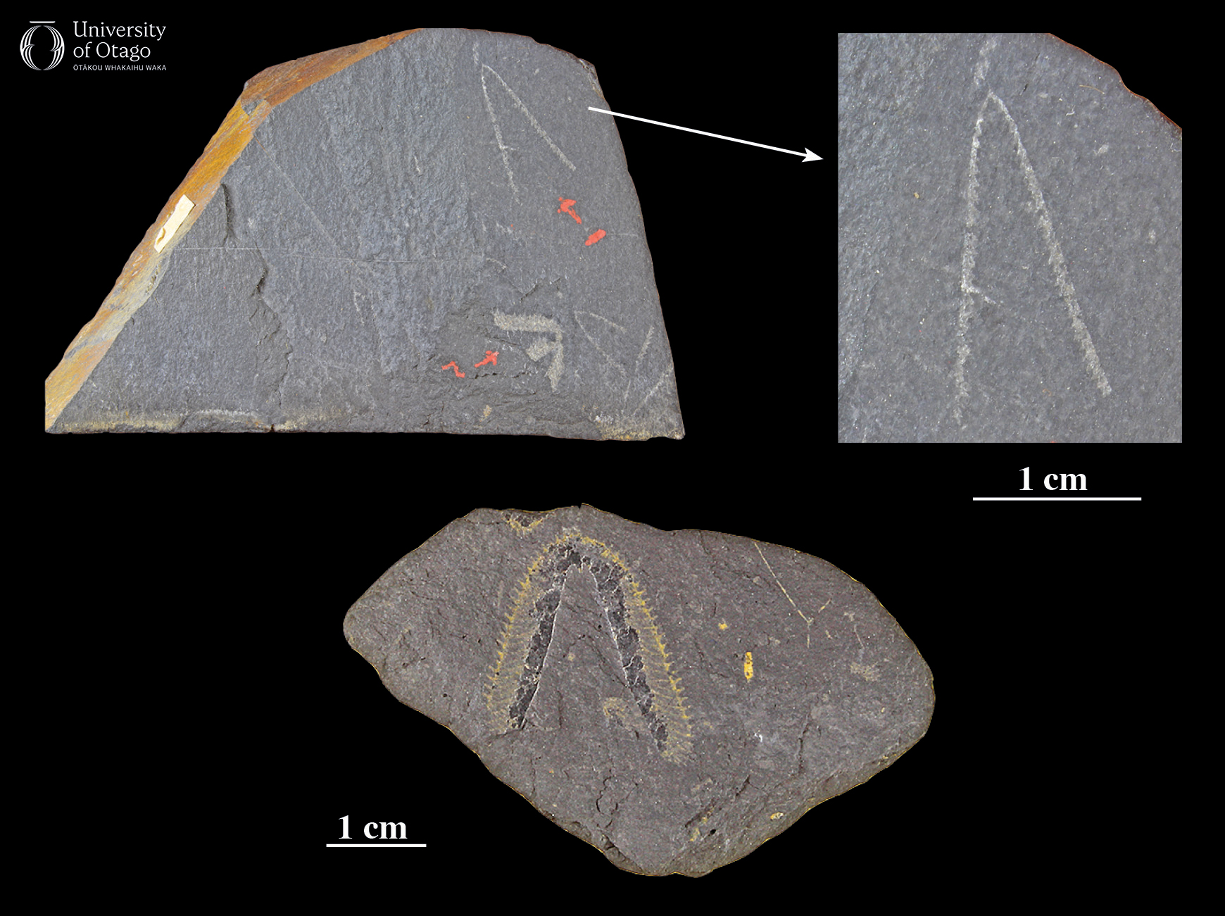 The figures shows three images of graptolite fossils on dark grey rock samples. The first image in the top left features two graptolite fossils in light grey that have arrows pointing to them. The top right image is a magnified view of one of these graptolite fossils. A scale bar indicates that the graptolite fossil is around 1 centimetre at its widest point and around three centimetres long. The third image is along the bottom and centre of the figures and shows a rock with a graptolite fossil. The graptolite in the bottom figure is around 25 millimetres wide and 30 millimetres long.