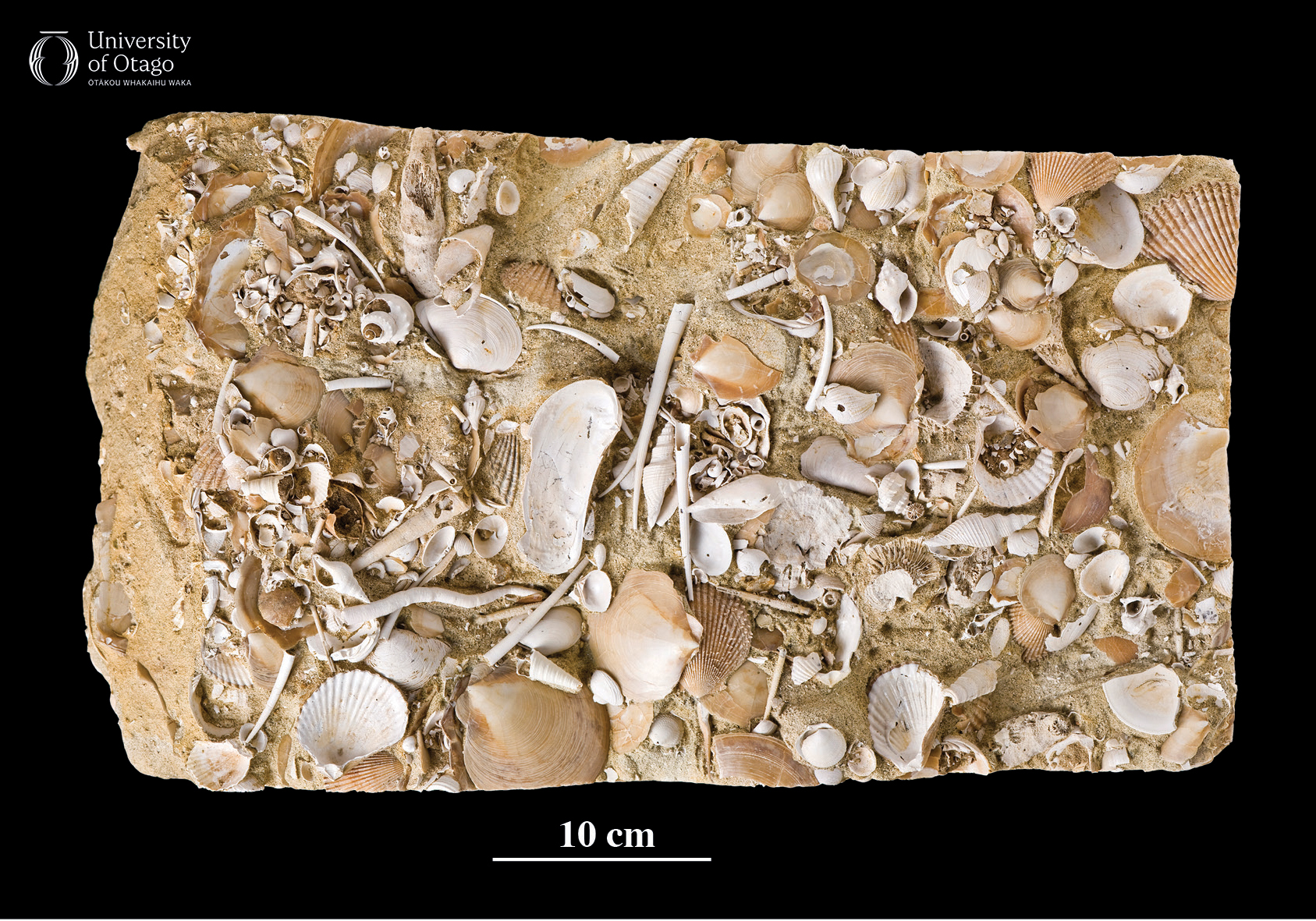 The images shows a block of sediment with a jumble of shells from many different species. The sediment and shells are cream to light brown and they are shown against a black background. The image of the sediment is described as a shark’s eye view of what the sea bed of the Southern Ocean inland from Oamaru would have looked like 26 million years ago. The smooth-shelled scallop Lentipecten hochstetteri is scattered among the other fossils.