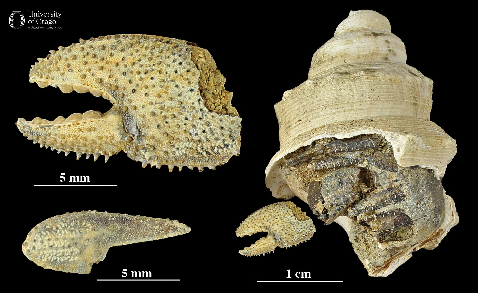 The image shows the fossilised remains of an ancient hermit crab, Diacanthurus clifdenensis, discovered in its last gastropod home. The specimen ID number for the fossil is OU11797. The image includes three views: a close-up of the claw, another part of the fossil, and the entire gastropod shell with the hermit crab inside. The claw is tan to light brown in colour, is covered in small bumps and spikes, and around 15 millimetres long. The gastropod shell is cream to light brown in colour and is around six centimetres tall. The figure has a black background.