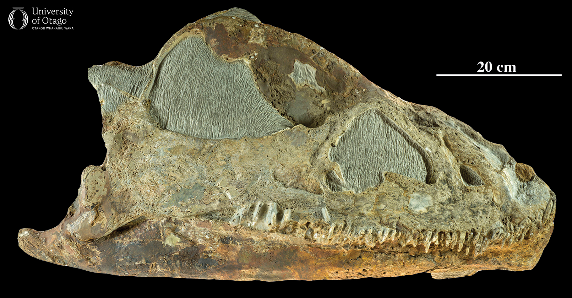 The skull of the plesiosaur Kaiwhekea katiki. The specimen ID number for this fossil is OU12649. The skull is mottled in brown and grey colours. A row of teeth is visible in skull. The fossil is around 80 centimetres long.