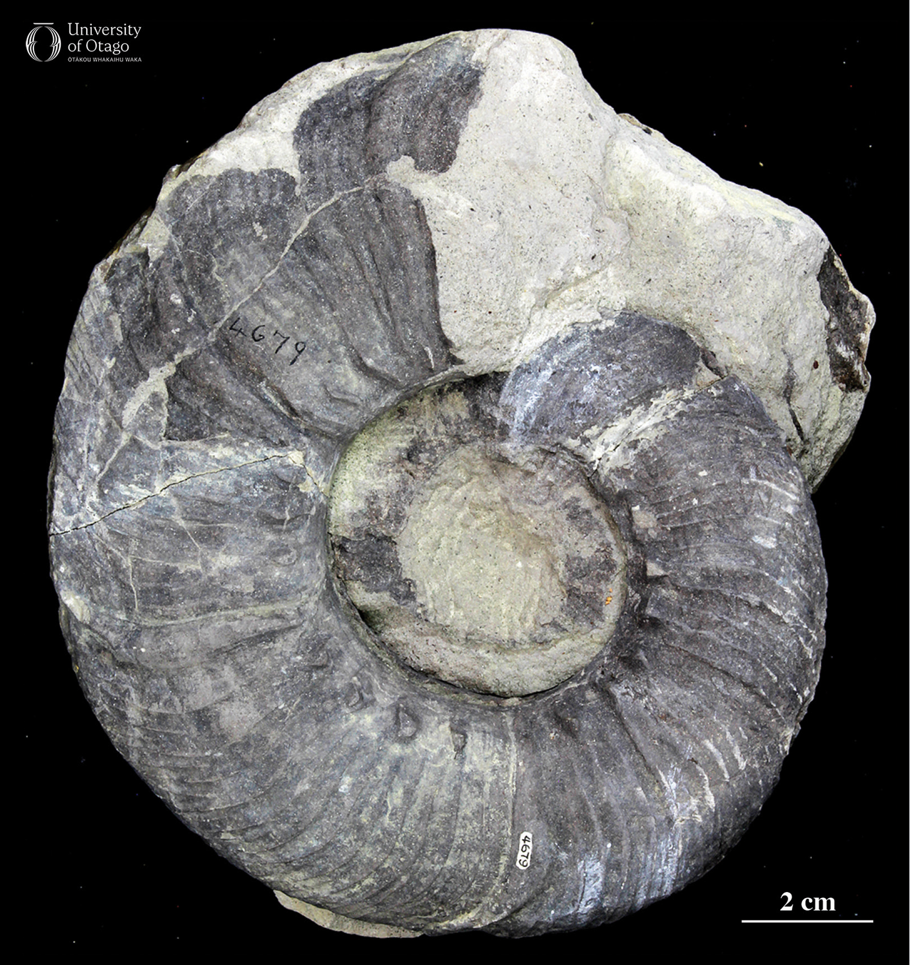 The figure shows a natural mould of the shell from the ammonoid Kossmaticeras bensoni. The specimen ID number for the fossil is OU4679. The fossil has a dark grey surface and is filled with light grey sediment. The shell exhibits a spiral shape with visible ridges and grooves typical of ammonoid shells. The fossil is around 20 centimetres in diameter.