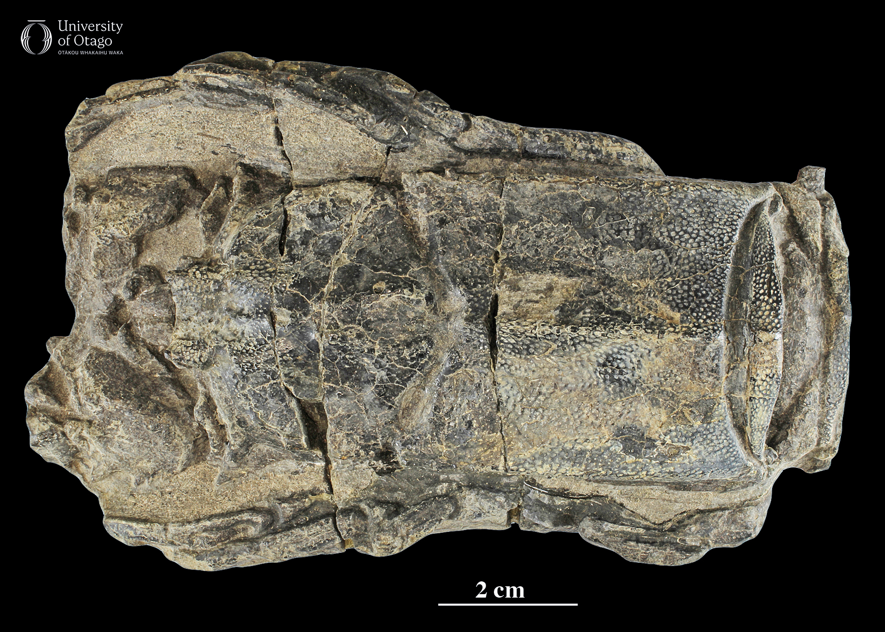 The image shows a dorsal view of the ancient spiny lobster Linuparus korura, which has the specimen ID number OU12842. The forward half of the carapace or external shell is preserved and is dark grey. Brown to grey sediment fills in spaces between the legs and the body in the fossil. The head of the fossil is towards the left of the image and the fossil is shown against a black background. The carapace is rectangular in shape and has finely preserved surface detail. The fossil is around 15 centimetres long.