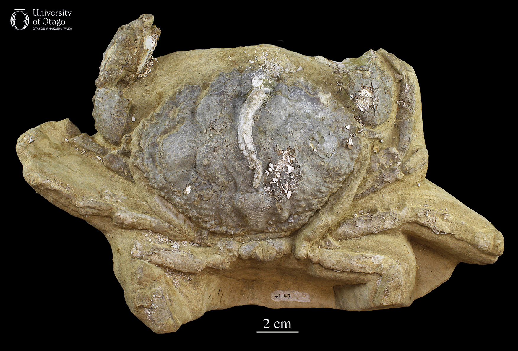 The image shows a top down view of the fossil crab Lobocarcinus pustulosus, which has specimen ID number OU41147. The external shell or carapace shows a bubbly texture which is characteristic of this species and the reason for the name pustulosus. A white structure, identified as a serpulid worm, runs down the midline of the carapace, indicating it attached to the crab while it was buried on the sea floor. The fossil is approximately 20 centimetres wide and 14 centimetres long.