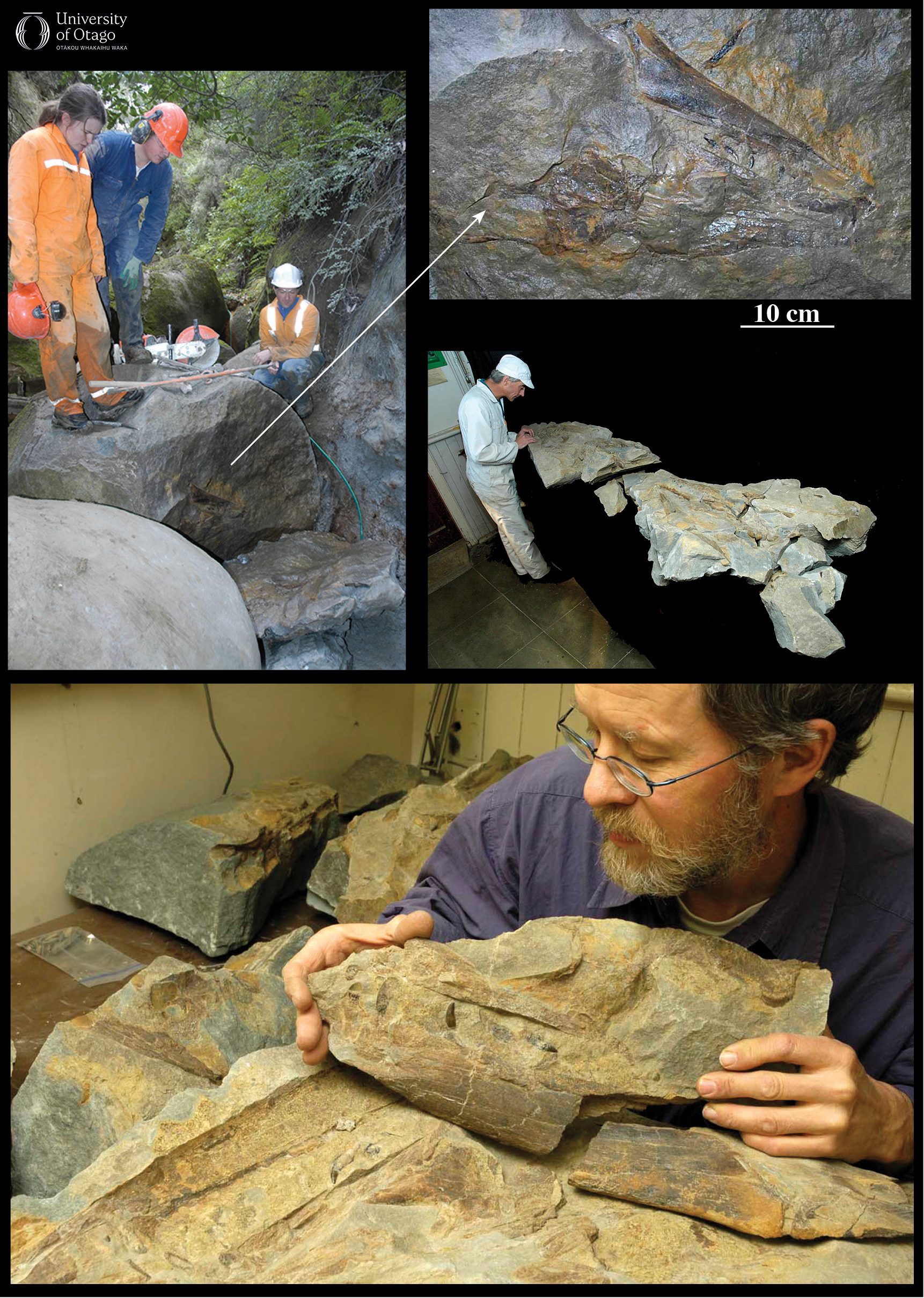 The figure shows the collection and preparation of a mosasaur fossil from the Waipara Valley. The top left image depicts three individuals in protective gear working on extracting a large rock containing the fossil. The top right image shows a close-up view of the fossil embedded in rock. A scale indicates that the fossil, in this case the skull and lower jaw, are around half a metre long. The middle right image shows the collected fossil laid out on black cloth. Andrew Grebneff is inspecting the fossil. The bottom image shows Professor Ewan Fordyce examining pieces of the extracted fossil in a laboratory setting.