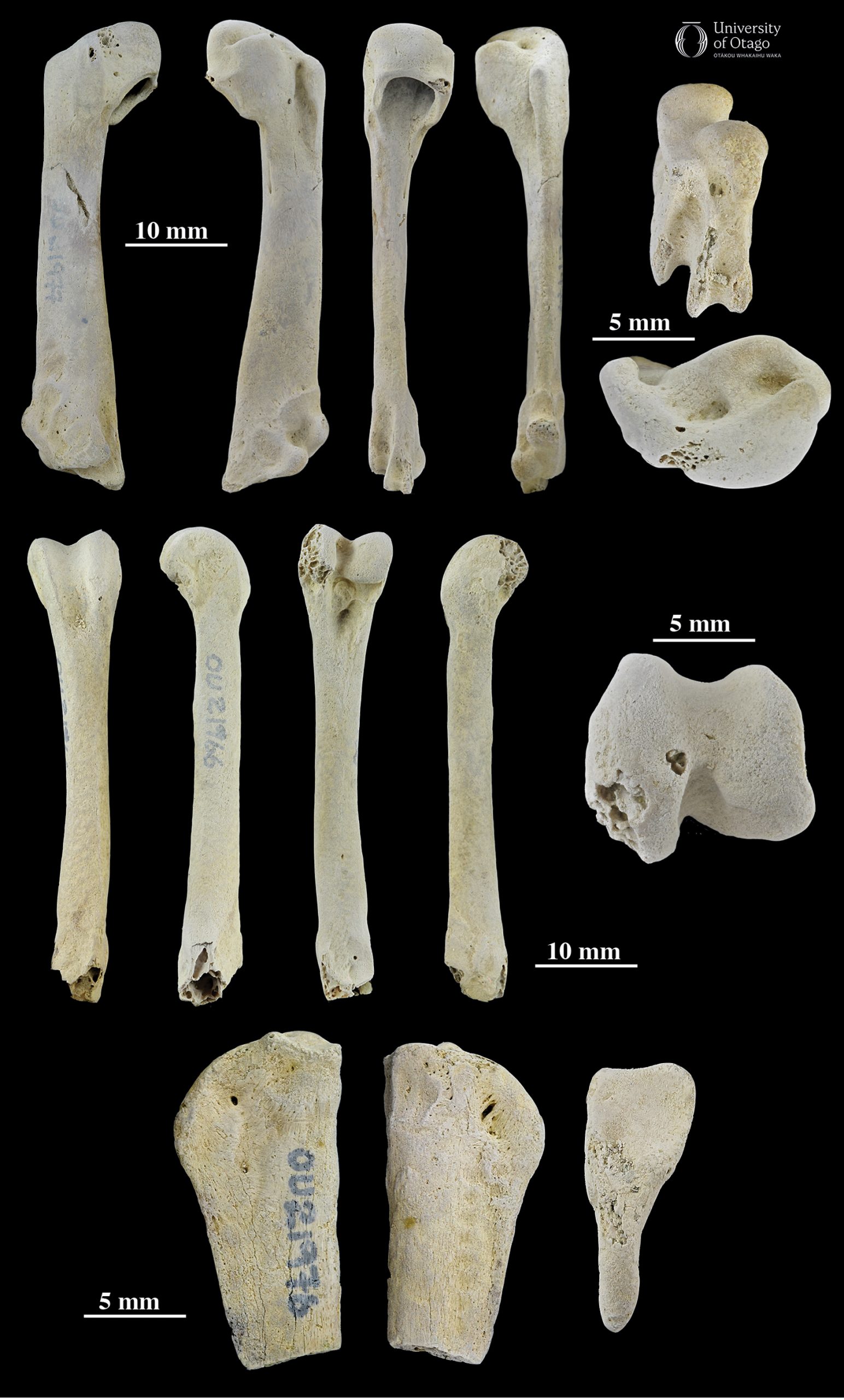 Bones from the tiny penguin Pakudyptes hakataramea. The specimen ID number for this fossil is OU21977. The top row shows different views of the humerus, which is the uppermost bone from the wing. The middle row shows different views of the femur or thigh bone, and the bottom row shows different views of the ulna or forearm bone. Pakudyptes hakataramea was a very similar size to living kororā or little penguin (Eudyptula minor) from Aotearoa and Australia. And so each of these bones is relatively small and only several centimetres long.