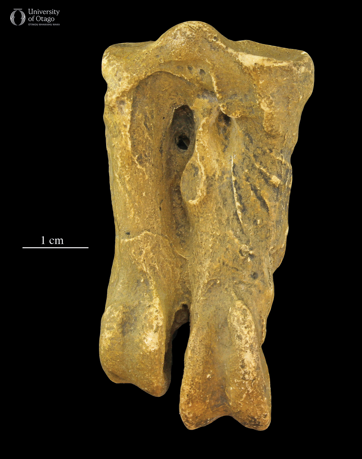 The image shows a cast of an ankle bone from the fossil penguin Palaeeudyptes antarcticus, The technical name for this ankle bone is tarsometatarsus. The cast was made from a specimen identified as BM A.1048. The cast is a medium brown colour and is oriented as though the penguin was walking out of the screen. The cast is displayed against a black background and a scale bar indicates that it is around seven centimetres long.