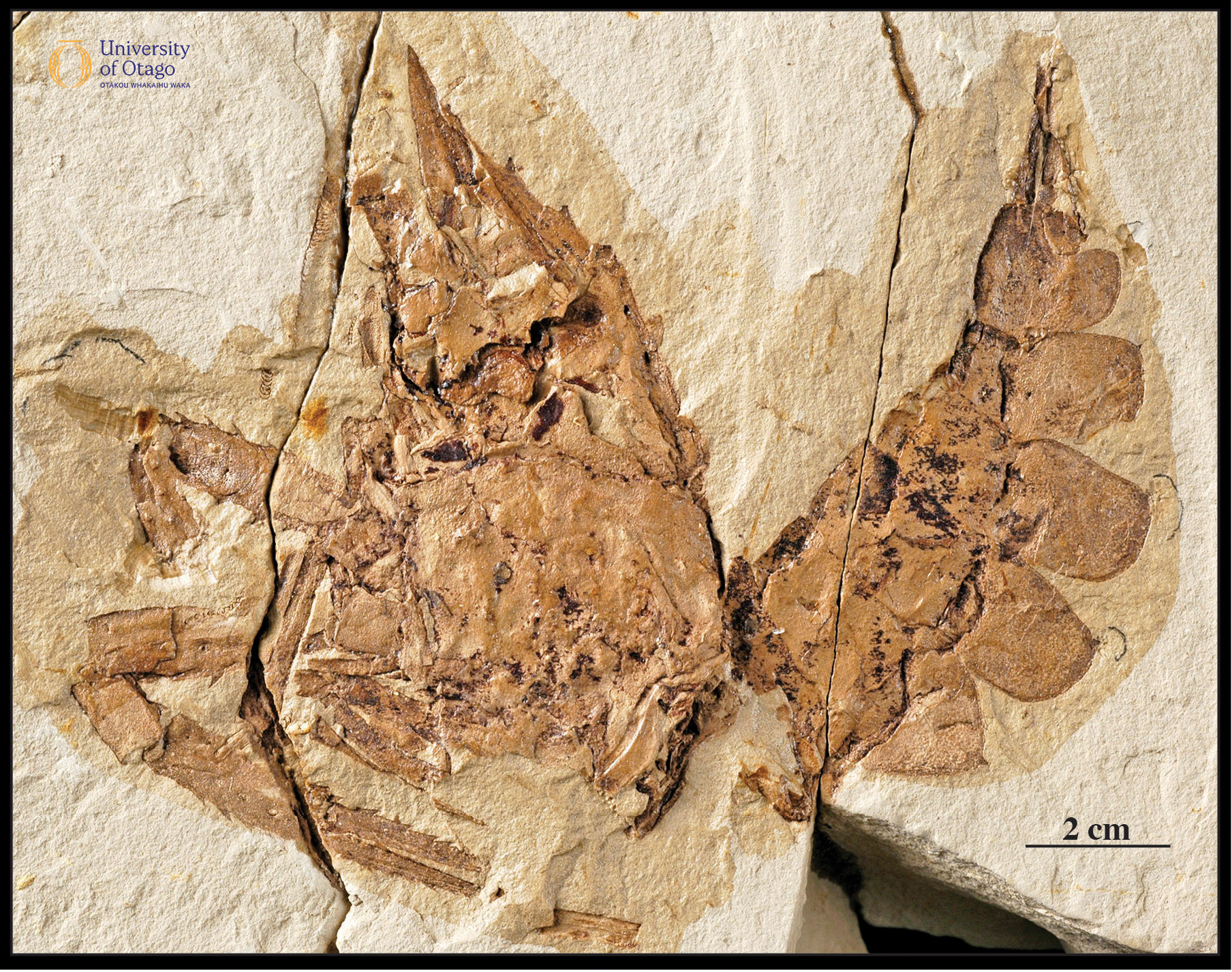 The figure shows a fossil of an ancient freshwater crayfish Paranephrops fordycei. The specimen ID number for the fossil is OU39695. The fossil is a compressed residue of the external skeleton or carapace, which appears light brown, preserved in a tan coloured sediment. The head and legs of the fossil crayfish are positioned to the left of the image while the tail is on the right. The body is bent into a V shape. The fossil is approximately 20 centimetres across.