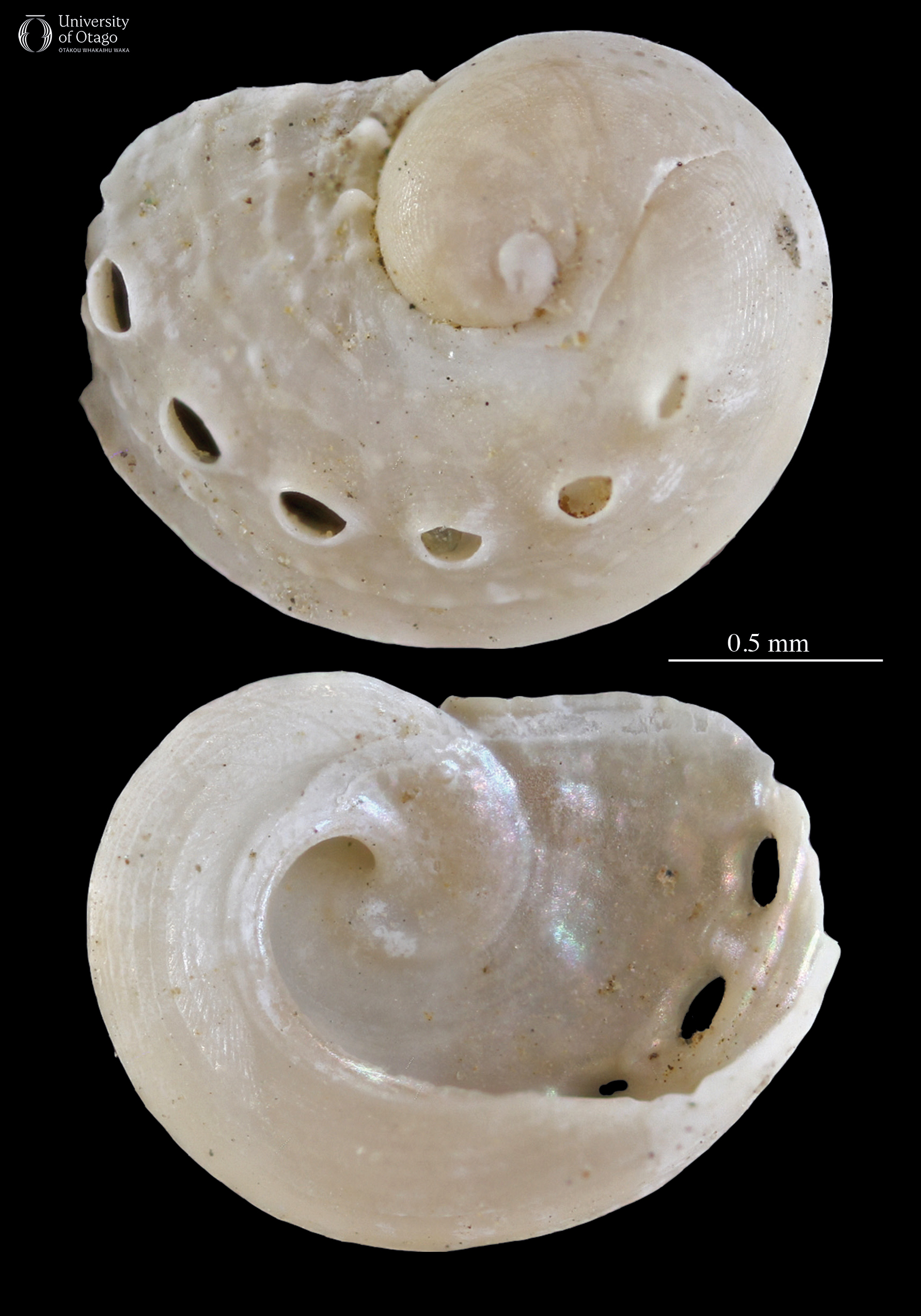 The figure shows two images of the same tiny fossil pāua shell from Cosy Dell. The top image is the external view and the bottom image is the internal view. Both views highlight the row of tiny pores or tremata on the shell's outer margin as well as the iridescent color that has been preserved for 25 million years. The shell is delicate and small, with a scale bar indicating a size of around two centimetres.