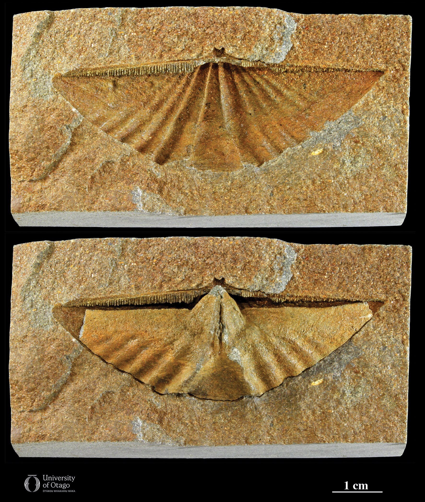 The figure shows two images. The upper image is one half of the natural mould in grey brown sediment made by a fossil brachiopod Rastelligera. The lower image is the other half of the natural mould, but this image includes the steinkern or internal mould resting in the mould cavity. The calcareous external shell of the brachiopod has been completely dissolved away. Both images show the detailed rib pattern that would have been on the surface of the brachiopod. The fossil brachiopod was around eight centimetres wide and four centimetres tall.