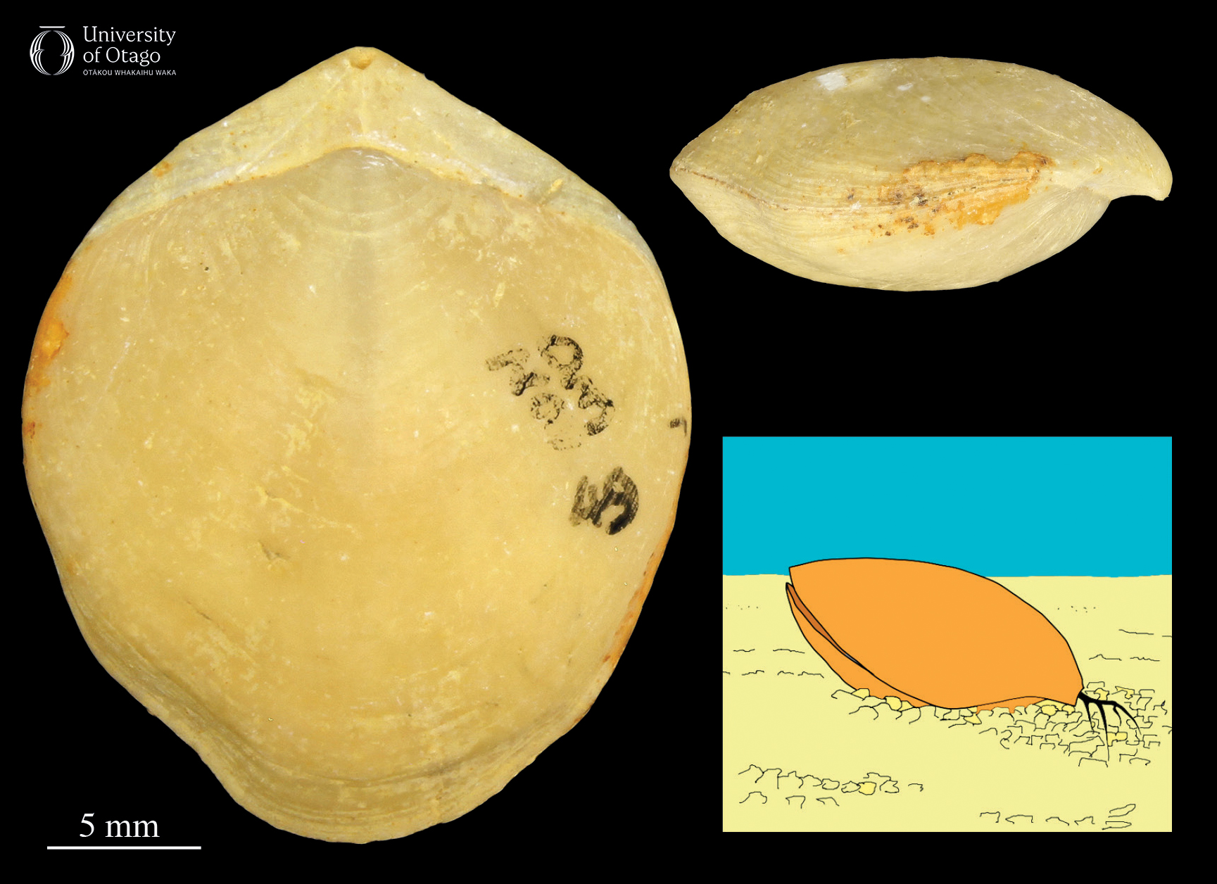 The image shows two views of the brachiopod Rhizothyris, and a cartoon of Rhizothyris lying on the sea floor. The left image is a dorsal or top-down view of the brachiopod showing its overall shape and surface texture. The fossil shell is tan coloured. The top right view is a lateral or side view, highlighting the thickness and curvature of the shell. The bottom right section contains the cartoon. A scale bar indicates that an individual Rhizothyris fossil is around 25 millimetres wide and 40 millimetres long.