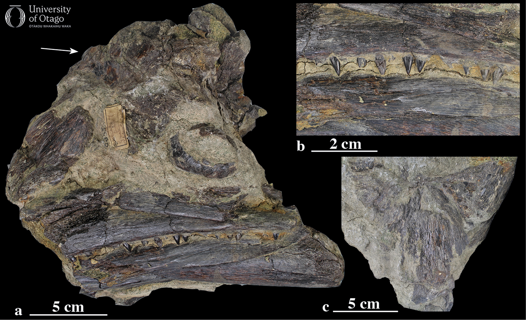 The figure shows three views of the skull of the ancient mackerel-like fish Scombrinus dunedinensis. The specimen ID number for the fossil is OU6855. The left image is labelled a and shows a sediment block with dark brown fossil bone and grey sediment. This is the partially-preserved skull. It is around 20 centimetres long and 30 centimetres tall. The top right image is labelled b and shows a close-up of the well-preserved teeth. The bottom right image is labelled c and shows the other side of the fossil block.