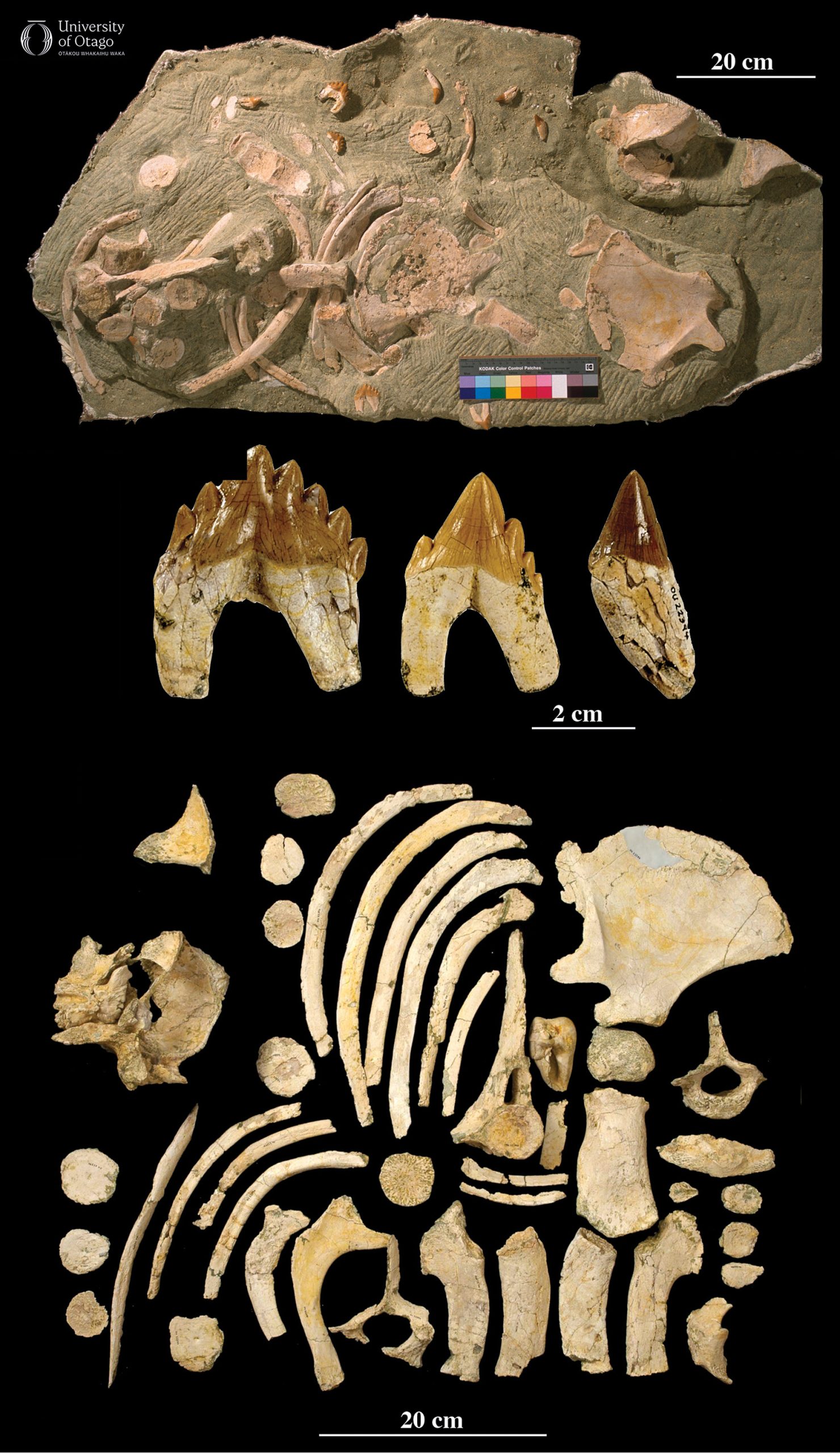The figure is laid out into three image panels to show various bones and teeth from the archaic whale Tohoraonepu nihokaiwaiu. The specimen ID number for this fossil is OU22394. The top image displays fossil light brown bones embedded in a block of grey-green sediment. The sediment block is around one metre long and half a metre wide. Below this block is a row of three teeth of varying sizes. The teeth are around five centimetres tall. The bottom image shows a collection of bones laid out on a black background. The bones include vertebrae, ribs and a scapula.