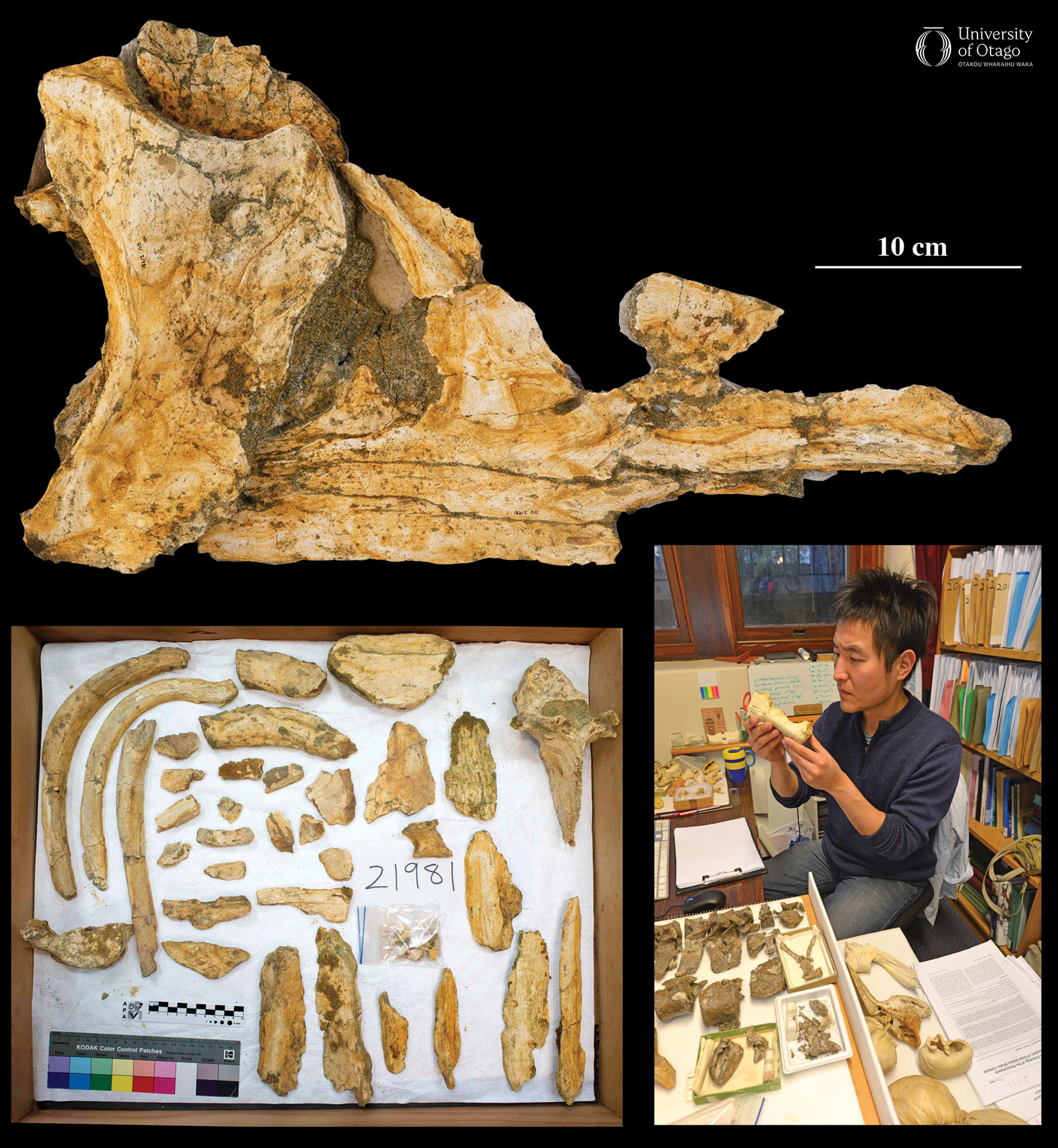 The figure is made up of into three images. The top image shows the incomplete skull of the fossil whale Toipahautea waitaki. The specimen ID number for this fossil is OU21981. The skull is oriented with the snout pointing towards the right, and we are looking at the top of the head, which is the dorsal surface. The yellow brown skull still has some of the green grey sediment attached to it. The lower left image shows an assortment of other bones from the same fossil, including vertebrae and rib fragments, laid out for examination. The lower right image features Cheng-Hsiu Tsai studying the fossil in a lab setting as part of his doctoral thesis research.