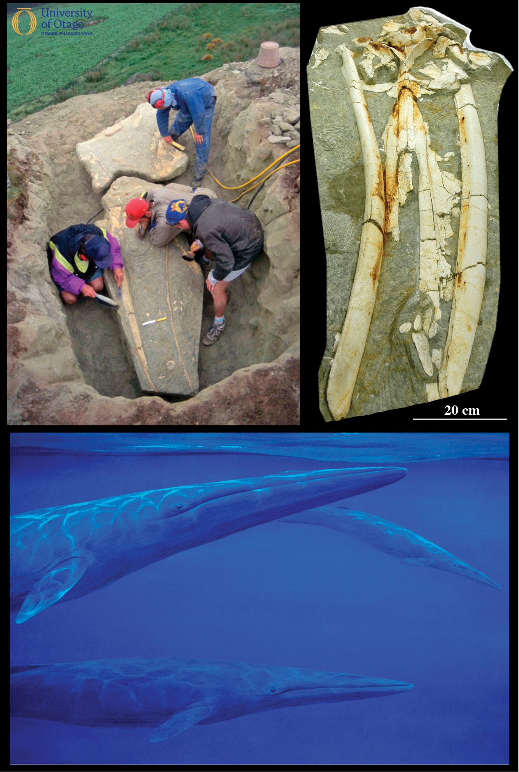 The top left image shows the bones of the fossil whale Tokarahia kauaeroa being collected from the North Otago location where it was discovered. The specimen ID number for this fossil is OU22235. Four people are working on the fossil in a pit on top of a hill. The top right image shows the bones of the upper skull and lower jaw of the fossil after preparation to remove some of the surrounding sediment. The bones are cream coloured and the sediment is grey-green. The lower image is a reconstruction by artist Chris Gaskin showing what Tokarahia kauaeroa may have looked like while swimming in an ancient ocean. The illustration shows three whales with narrow heads swimming from left to right.