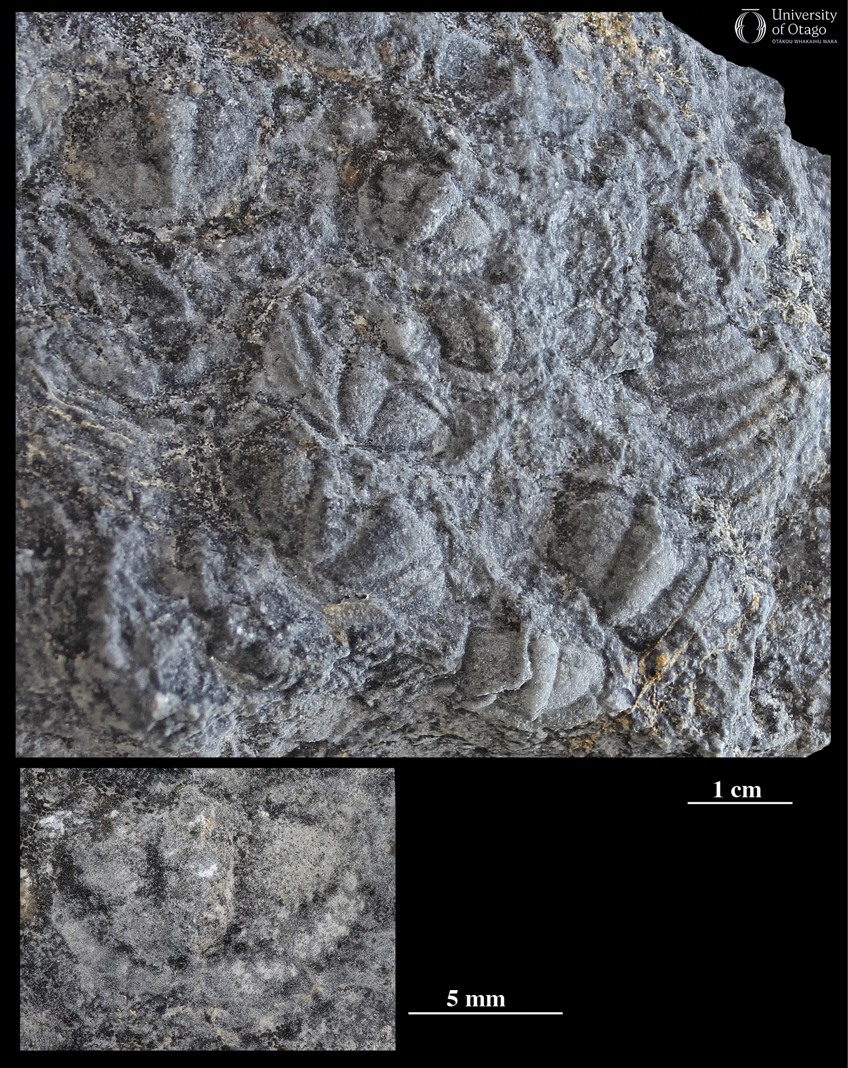 The figure has an upper image and a lower image. The upper image shows a detailed view of a hand sample of 'Trilobite Rock' from Cobb Valley, Nelson, with surface features consisting of carapace segments from many individual trilobites. This hand sample has specimen ID number OU8258. A scale bar indicates that the individual trilobite segments are around one centimetre long. The lower image provides a closer and more detailed view of one carapace segments. The rock is dark grey and the background to the figure is black.