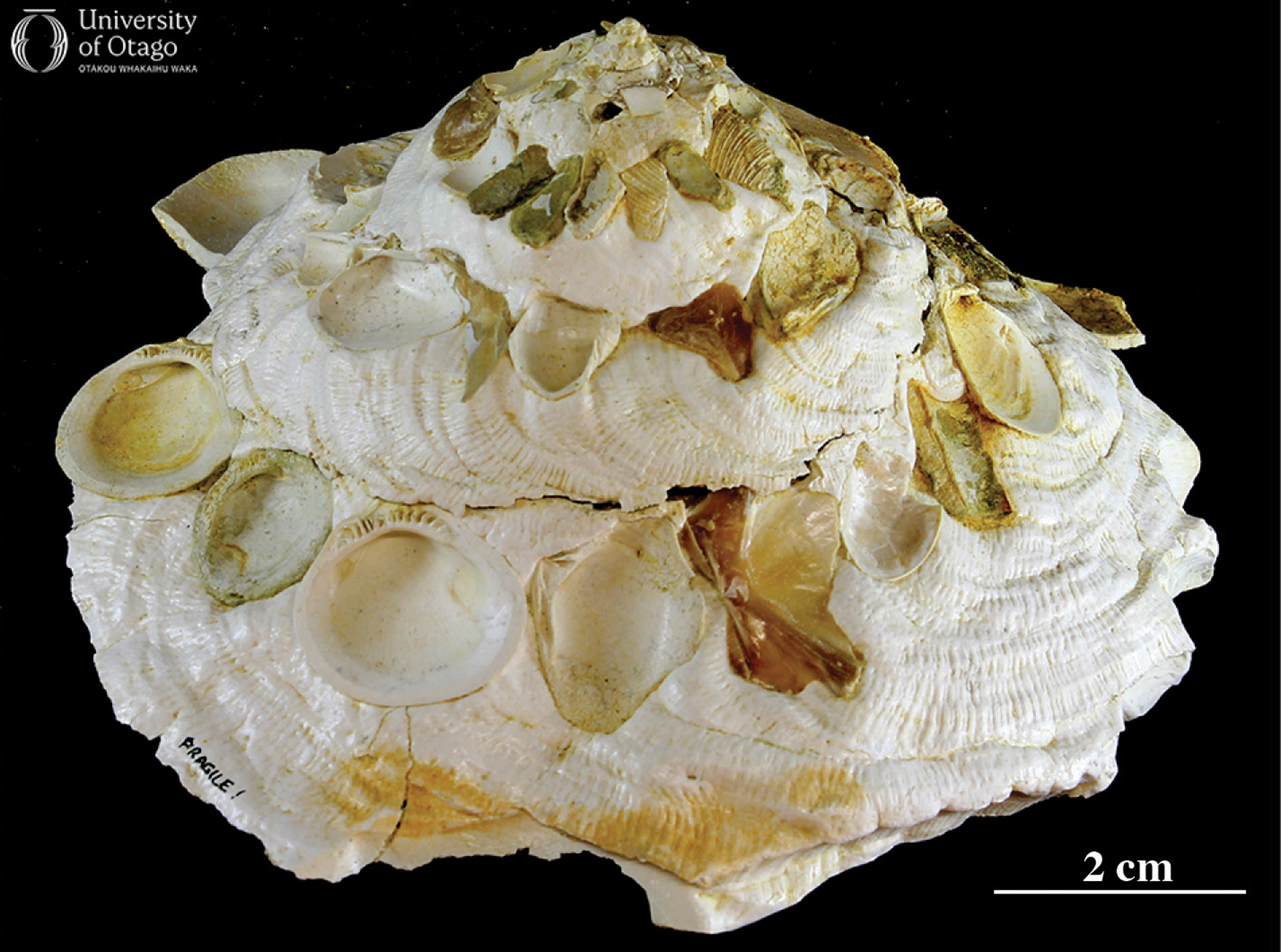 An example of a fossil carrier shell Xenophora from the sandy limestone in the Hakataramea Valley, South Canterbury. The shell is a white coil and the surface has smaller shells and other debris attached to it. The Xenophora shell is around ten centimetres in diameter.