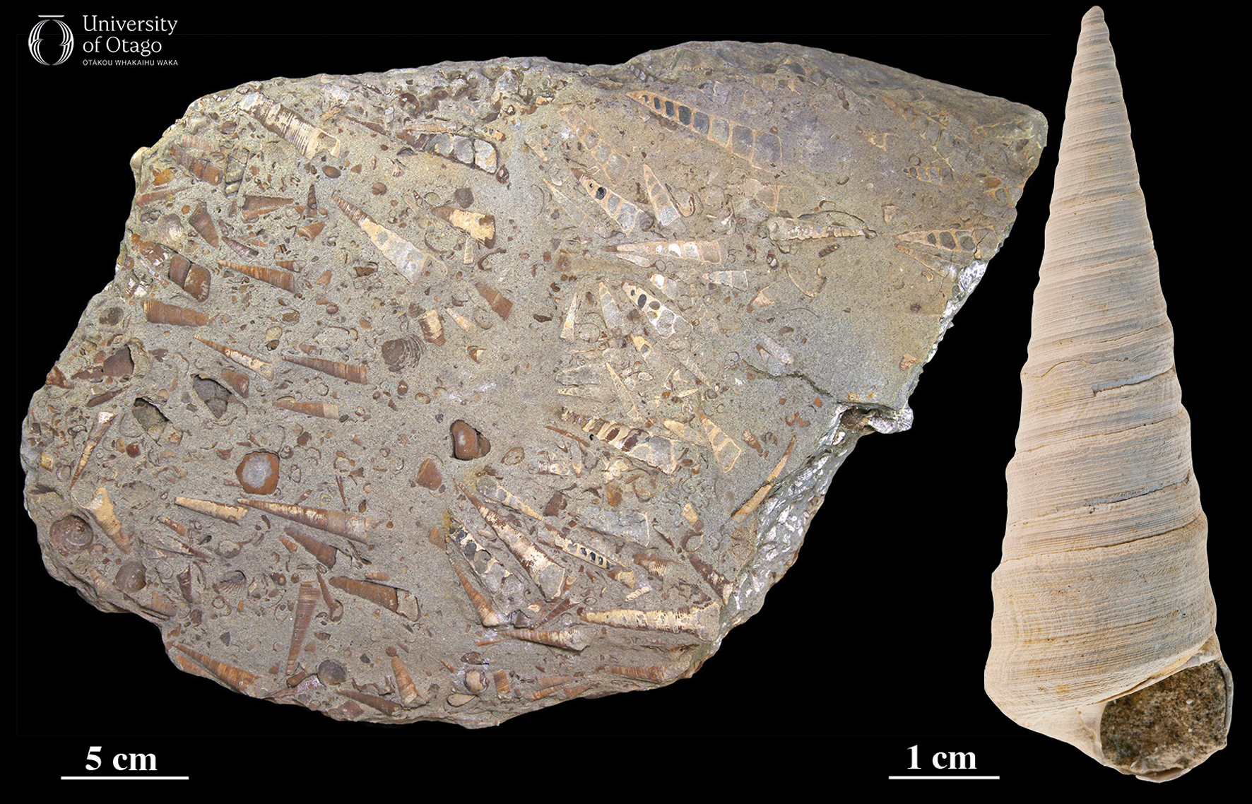 The figure shows a large block of sediment containing numerous Zeacolpus turret shells alongside a single Zeacolpus turret shell fossil. The large block shows that the long shells are aligned, likely due to the influence of a tidal current while they were resting on the ancient sea floor. The block is around half a metre wide and 40 centimetres tall. The single Zeacolpus fossil is around 10 centimetres long.