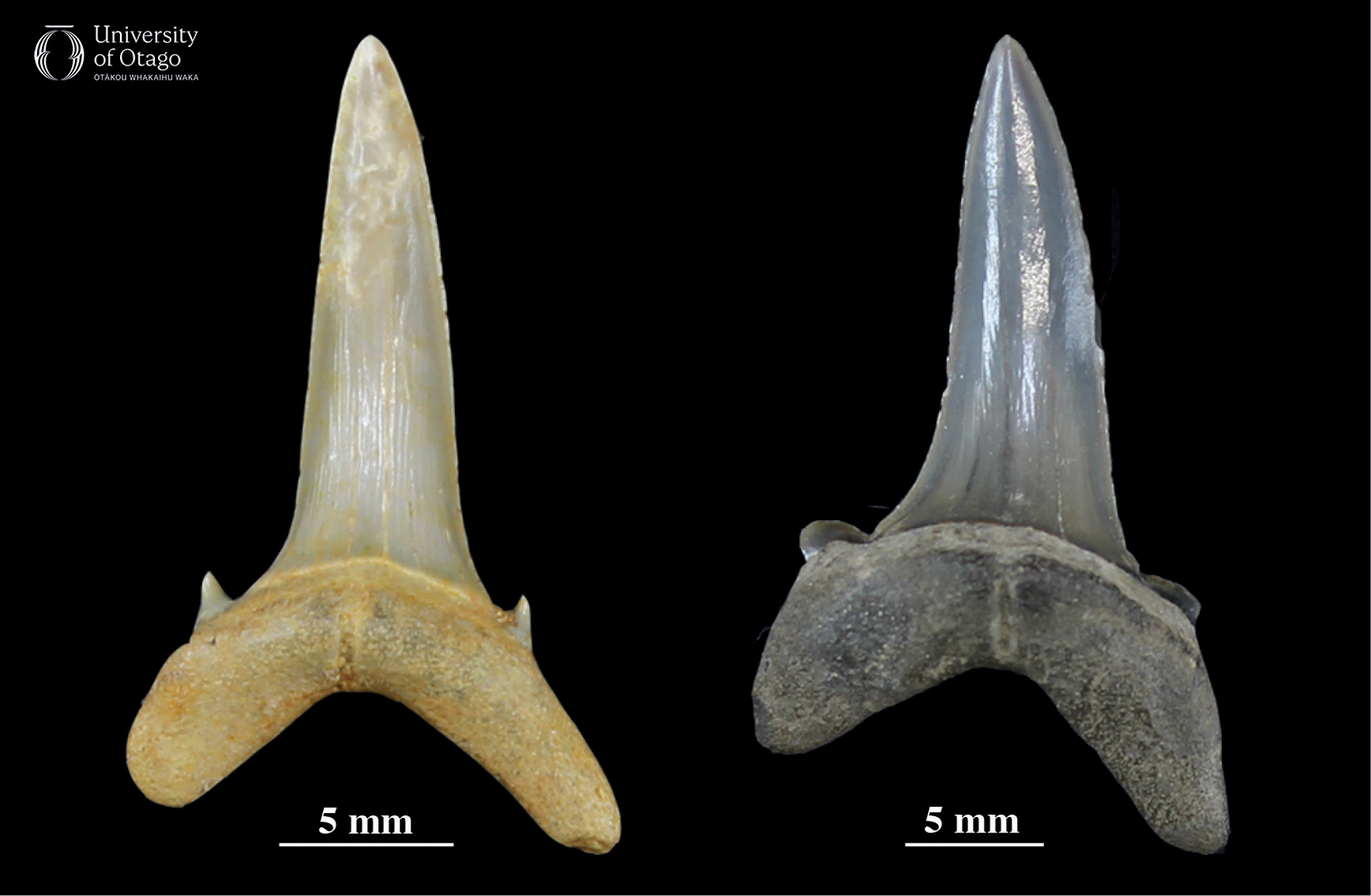 The figure shows two fossil teeth from the ancient sand tiger shark Odontaspis collected from two different locations. The specimen number for the tooth on the left is OU9045 and specimen number for the the tooth on the right is OU9046 The teeth have a tall and narrow central point and a broad, U-shaped root. Differences in the chemistry of the groundwater at each fossil location have resulted in each tooth gaining a different color while it was buried. The tooth on the left is light brown and the tooth on the right is grey-blue.