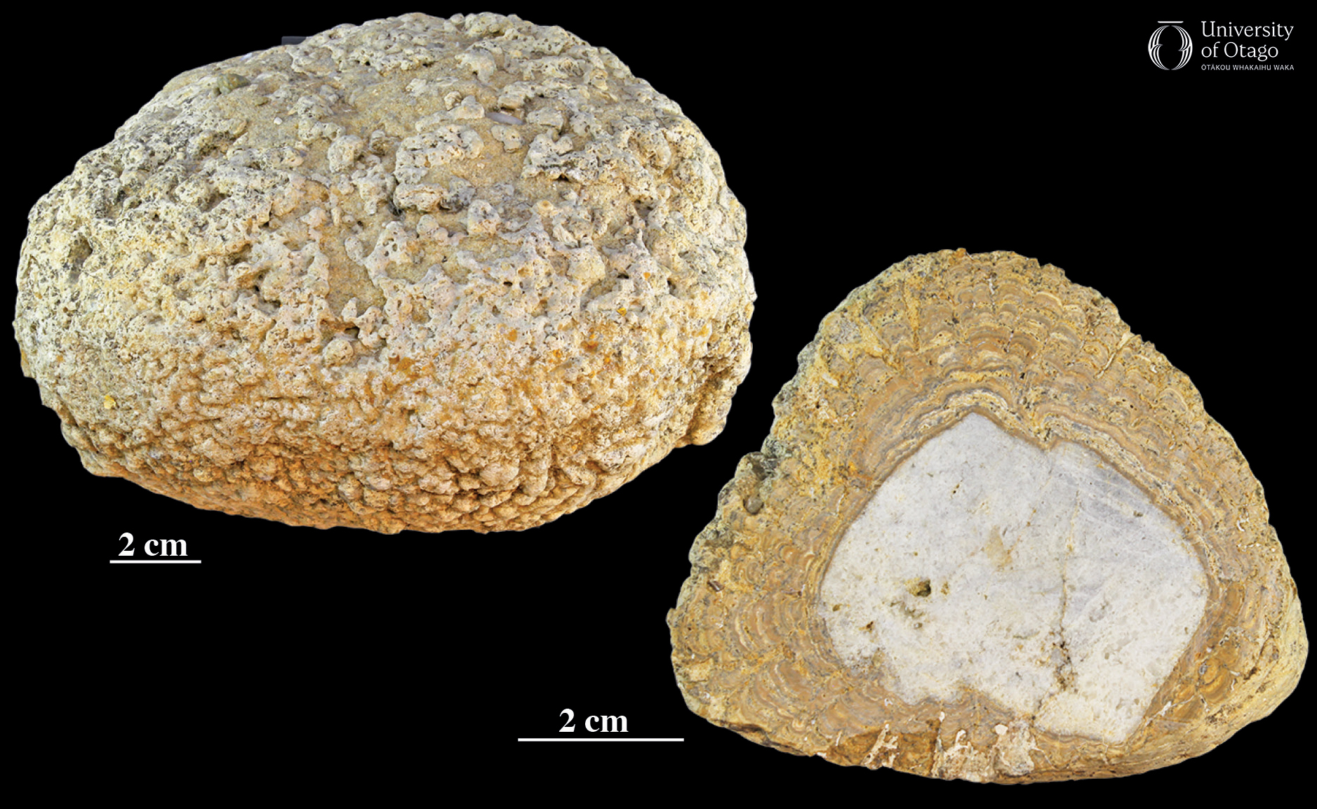 The figure shows two views of a calcareous stromatolite formed by cyanobacteria encrusting an angular quartz pebble. The left image displays the exterior surface of the stromatolite, which has a rough, textured appearance with various shades of beige and light brown. The right image shows a cross-section of the stromatolite, revealing concentric layers of calcareous material surrounding a central quartz pebble. The stromatolite is a small boulder that is around 15 centimetres wide.