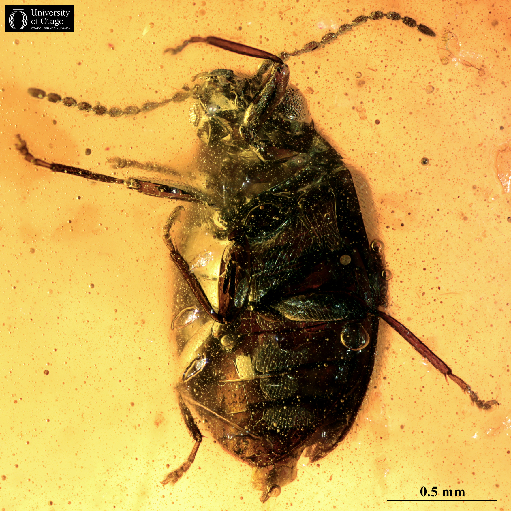 The image shows the dark body of the tiny fossil marsh beetle Contacyphon pomahakaensis preserved in amber from the Pomahaka Formation lignite seam. The specimen ID for the fossil is OU47547. The view of the beetle is from the underneath or ventral surface. The beetle's body is elongated and segmented with visible legs, antennae and eyes. The beetle is a few centimetres long.