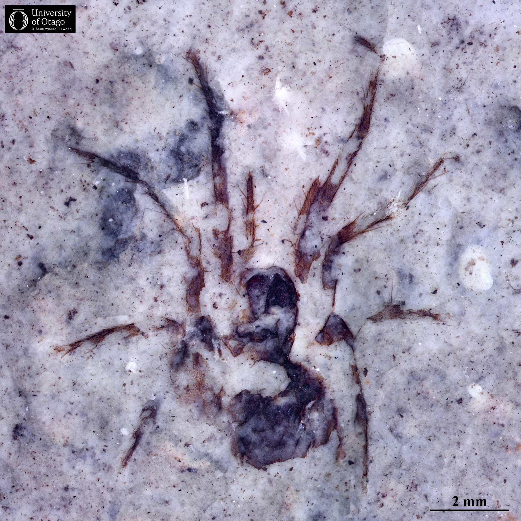 The image shows a fossil trapdoor spider, which has the ID number OU45208. The fossil is viewed from above and is dark brown against the background of light grey sediment that it is embedded in. The spider is preserved in fine detail with hairs on its legs clearly visible. The spider is oriented with the front legs towards the top of the image. The length of the spider's body is around six millimetres.