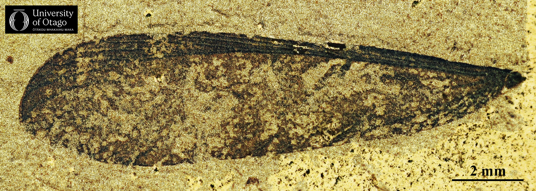 The image shows an isolated fossil forewing of the dampwood termite Stolotermes kupe. The specimen ID number for this fossil is OU44560. The fossil wing appears dark brown and is presented against a sand coloured background. The fossil wing measures approximately 15 millimetres in length. The wing is elongated and delicate, with visible veins running through it.