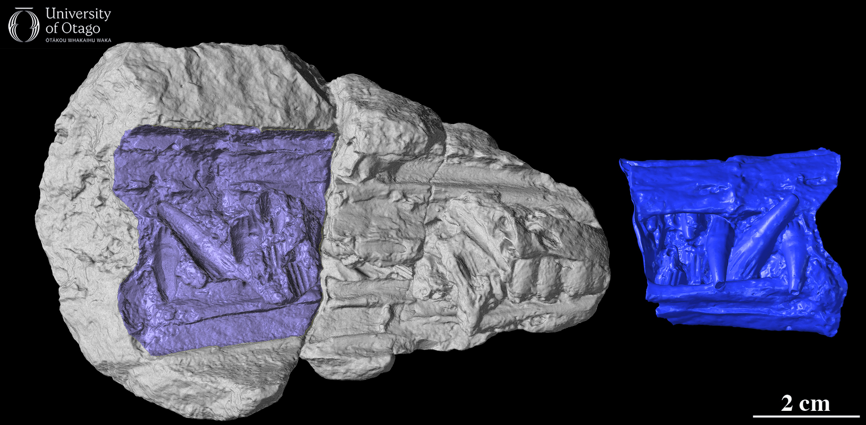 The left image shows a 3D scan of the natural mould of the snout from an unidentified species of ichthyosaur. The specimen ID number for the fossil that has been scanned is OU3859. The fossil is around ten centimetres long. The left image is not shown in the actual colours of the fossil and is instead grey with a purple-blue region. The purple-blue region on the left image shows the section of the fossil where a cast was made. The right image shows a 3D scan of the cast made from the natural mould. The shapes of the teeth are clearly visible in the cast.