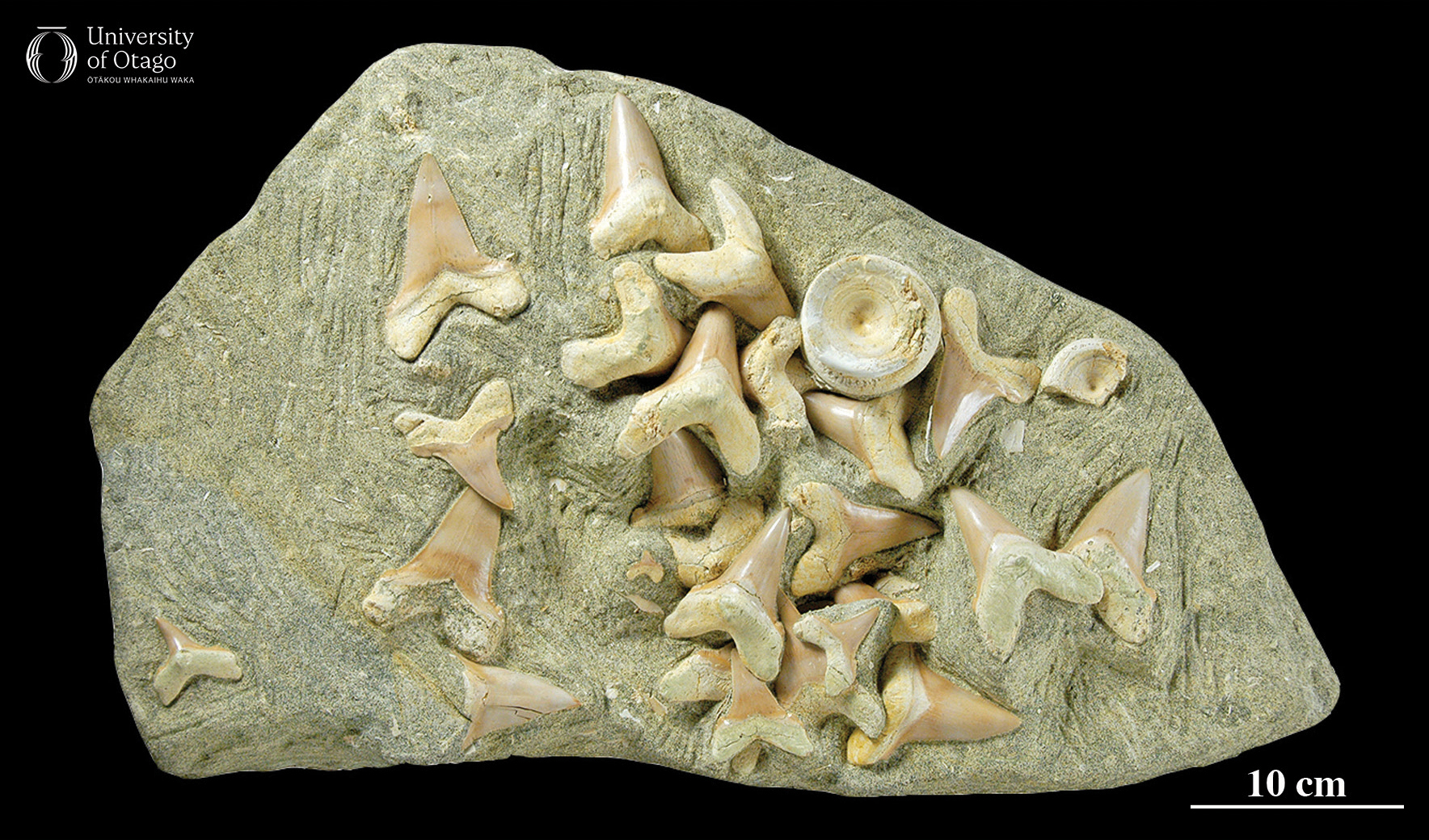 The image shows many teeth and one vertebra from the megashark Otodus anguistidens, which is sometimes called Carcharodon angustidens. The specimen ID number for this fossil is OU22261. The teeth and vertebra are jumbled together in a rock that is just under a metre wide and around half a metre tall. The teeth are cream to light brown coloured, triangular with serrated edges, and around 10 centimetres long. The vertebra is circular and cream coloured.