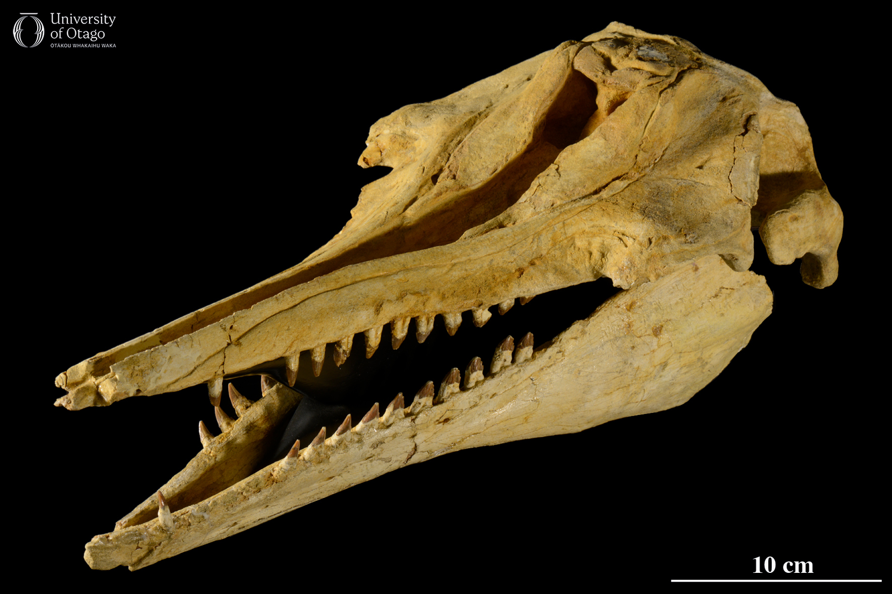 The image shows the skull of the ancient toothed whale Waipatia maerewhenua which has specimen ID number OU22095. The skull is positioned with the jaws slightly apart and is facing towards the bottom left of the image. The skull is displayed against a black background and a scale bar indicates that the skull is over 40 cm in length. The skull is well-preserved and shows detailed features such as teeth and sutures between bones.