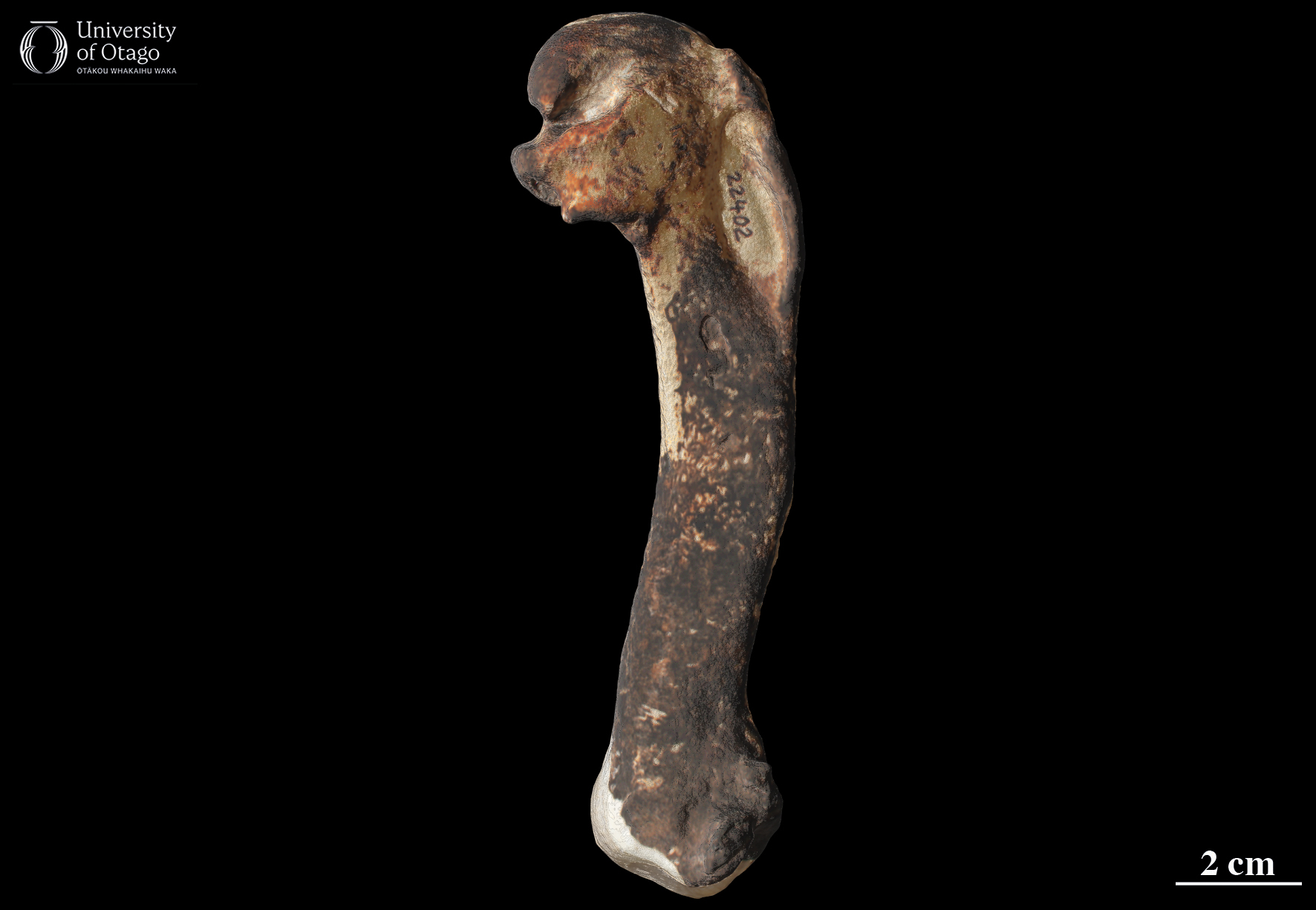 The image shows a 3D scan of the humerus from the fossil penguin Kaiika maxwelli. A humerus is the bone in the wing that connects with the shoulder. The ID number for the specimen is OU22402. The humerus bone is slightly S-shaped in profile. The bone is dark brown and is displayed against a black background. The bone is around 14 centimetres long.