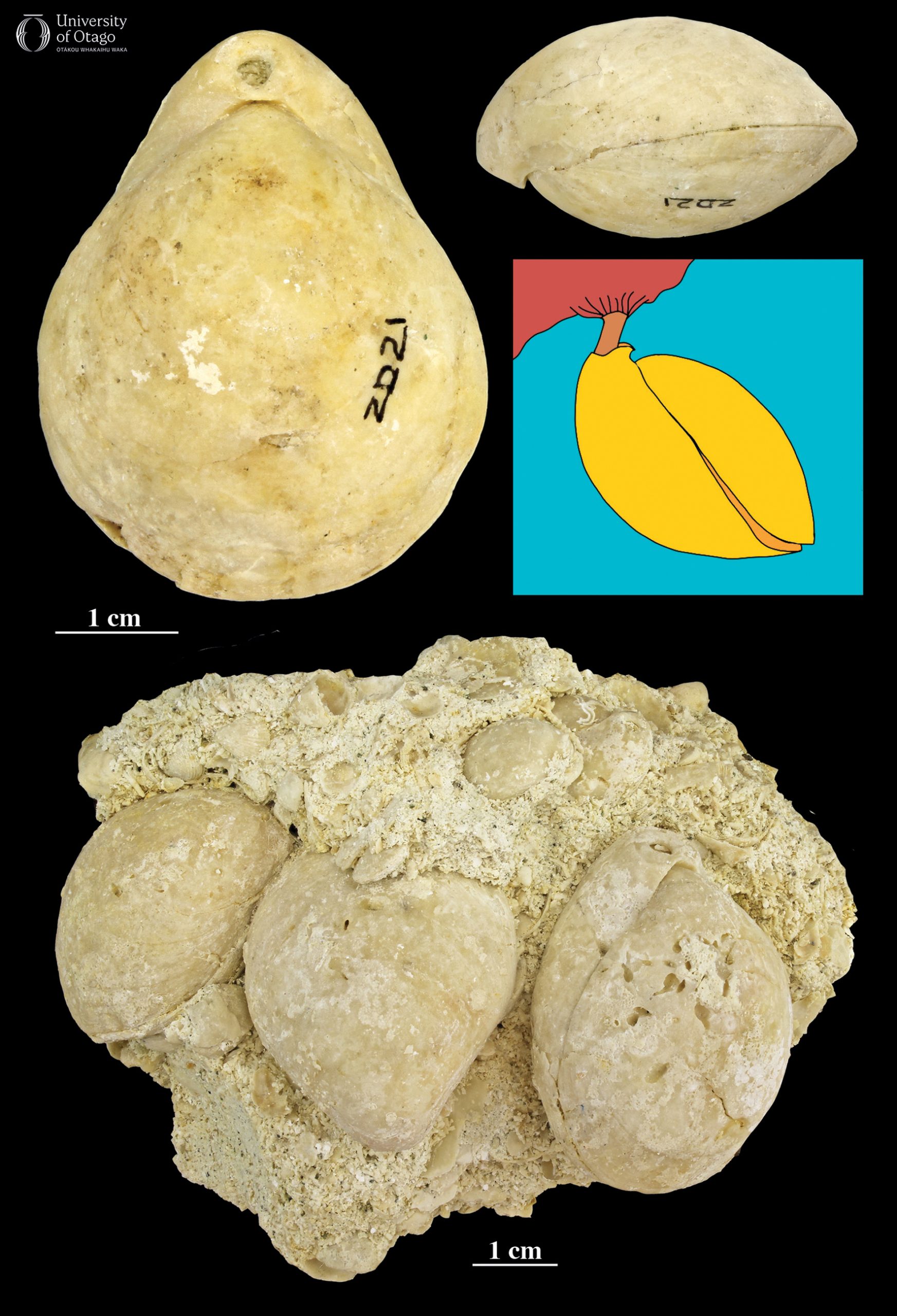 The image shows Liothyrella brachiopods in two forms: as individual fossils and as a cluster preserved together in limestone. The individual fossils are displayed in two views so that the different sizes and shapes of the two shells in each fossil can be seen. The cluster of fossils shows multiple brachiopods grouped together, embedded in a limestone matrix. An illustration is also included, depicting how the brachiopod would have attached to a rock by its pedicle, which is a stalk-like structure. Scale bars indicate that the individual brachiopod fossils are approximately six centimetres long.