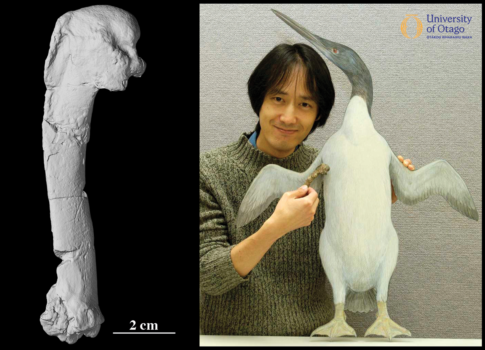 The figure shows two images. The left image is a 3D scan of the uppermost wing bone or humerus from the early penguin Muriwaimanu tuatahi. The specimen ID for the fossil that has been 3D scanned is OU12651. The bone is shown as a light grey image against a black background and is around 10 centimetres long. The right image shows Dr Tatsuro Ando holding the fossil humerus from Muriwaimanu tuatahi. Dr Ando is holding the bone against against a drawing of what Muriwaimanu tuatahi may have looked like when it was alive. The drawing or reconstruction was made by Chris Gaskin.