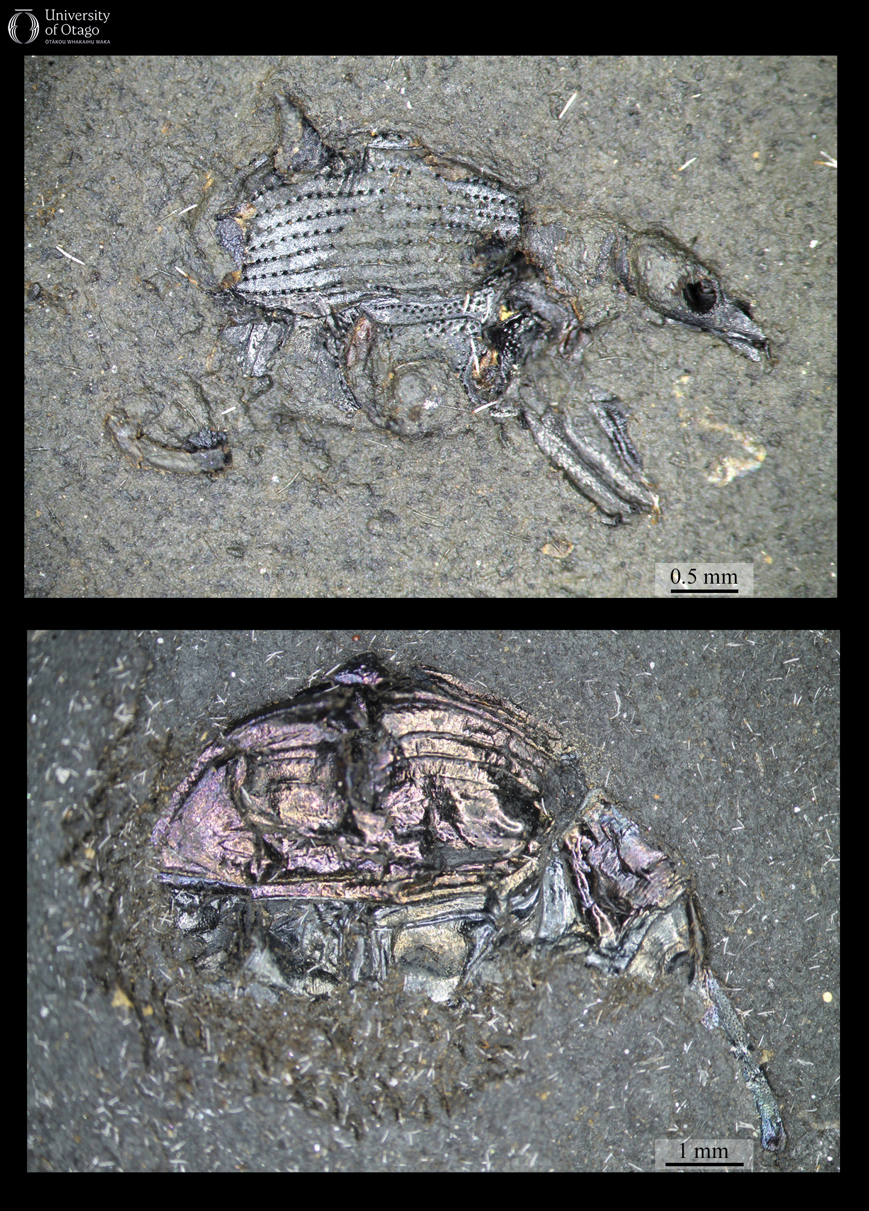 The figure shows two examples of fossil weevils collected from Hindon Maar. Both figures are showing the right side of the animals. The upper image displays specimen OU 45421, which is several millimetres in length. The fossil is well-preserved as it shows fine details such as tiny pits and grooves on its external skeleton. The lower image displays specimen OU 45429 which is twice the length of the upper image but still only around a centimetre long. This fossil also exhibits an exceptional level of preservation. Both fossils are iridescent.