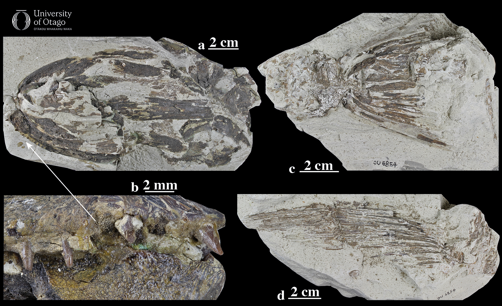 The figure shows four parts of the Dawn barracouta fossil fish Eothyrsites holosquamatus, which is specimen OU6854. The fossil bones are dark brown and they are supported in rock which is light grey. The top left image is labelled a, the bottom left image is labelled b, the top right image is labelled c, and the bottom right image is labelled d. Part a shows the skull of the ancient fish and is around 15 centimetres long. Part b is a close-up view of the teeth. Part c shows the tail of the fish and is around ten centimetres long. Part d shows one of the fins and is also around ten centimetres long.