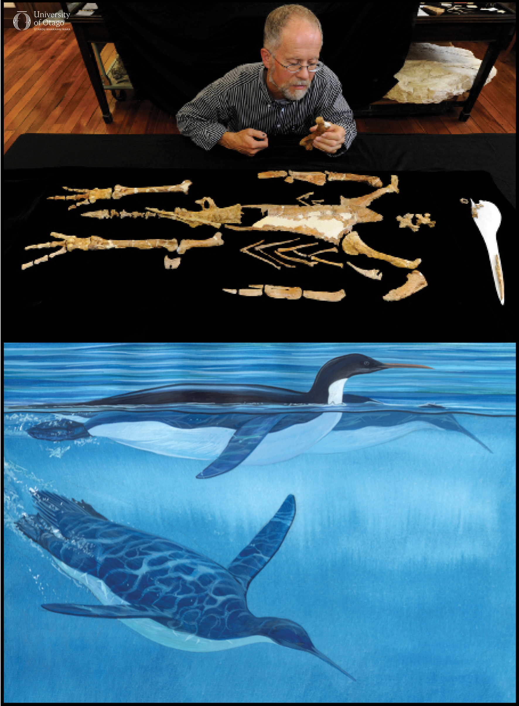 The figure consists of two images. The upper image shows Professor Ewan Fordyce examining fossil bones from the giant penguin Kairuku. The bones are arranged to form a skeleton and are laid out on a black surface. Professor Fordyce is holding a femur, or thigh bone. The lower image is an artistic reconstruction of Kairuku penguins swimming in the late Oligocene oceans. The reconstruction depicts three penguins gliding through the water with streamlined bodies and elongated beaks.
